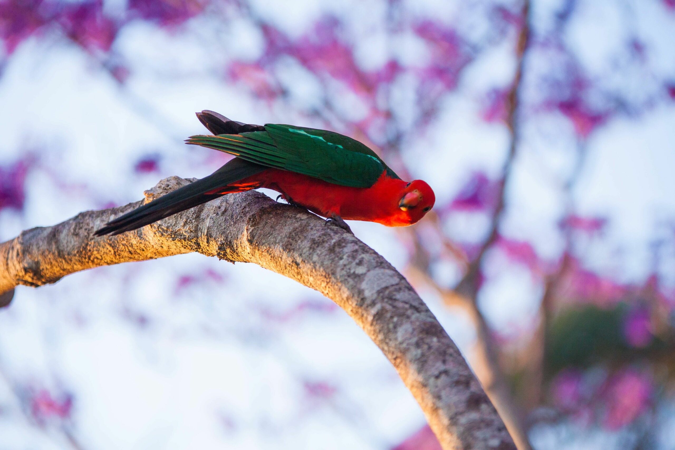 Tamborine Mountain Bed and Breakfast