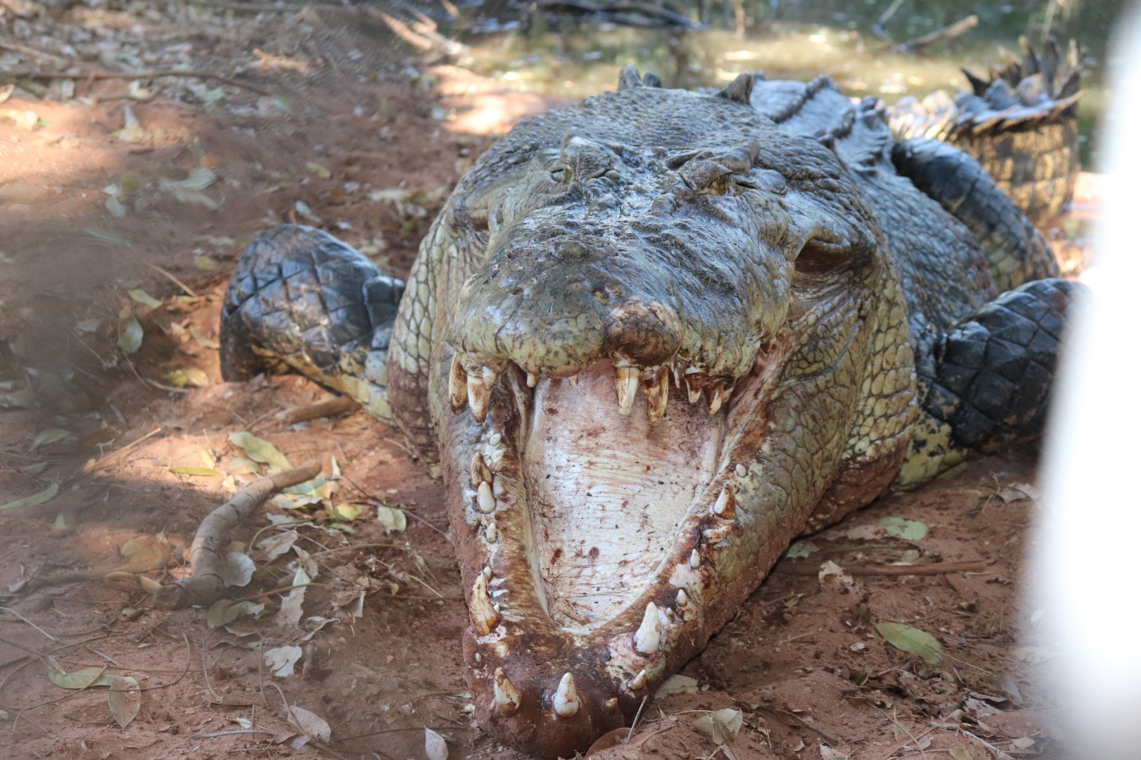 Malcolm Douglas Crocodile Feeding Tour - Entry Fees and Transport Included
