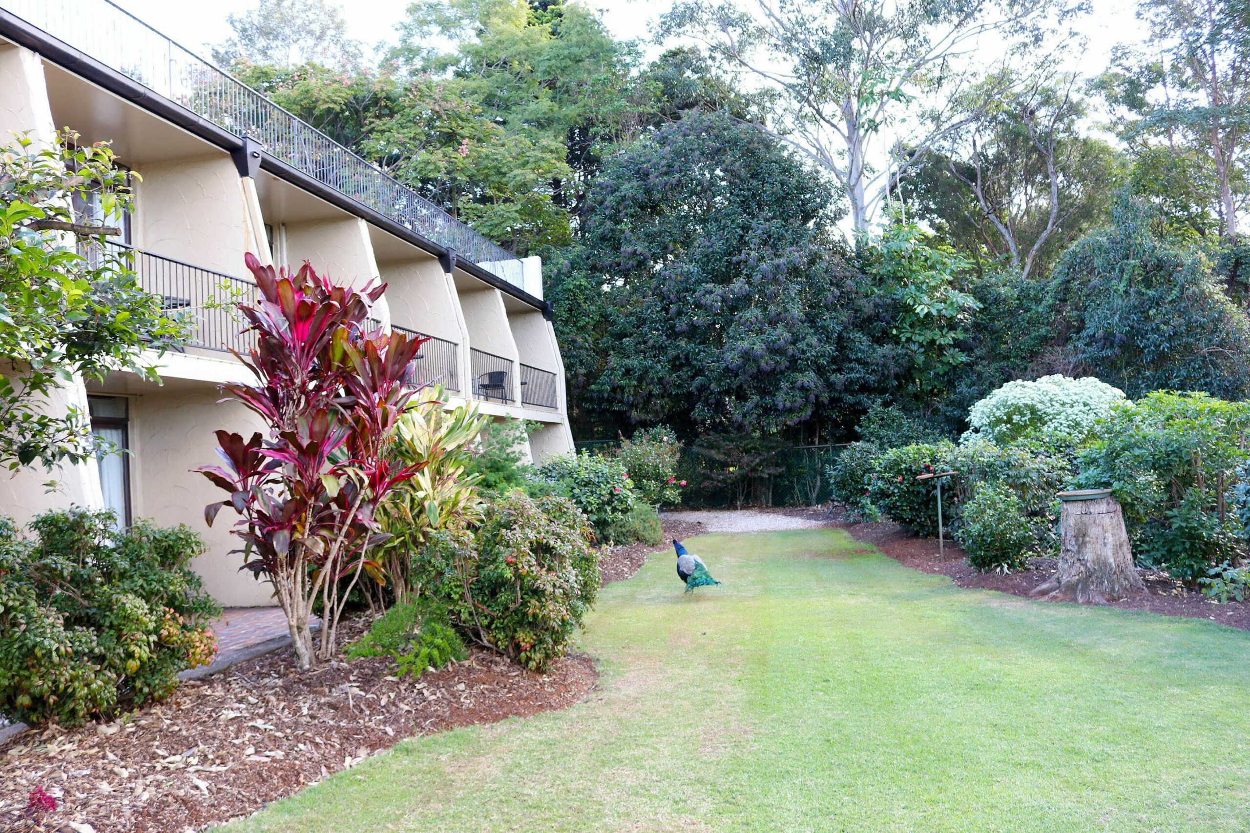 Mt Tamborine Motel