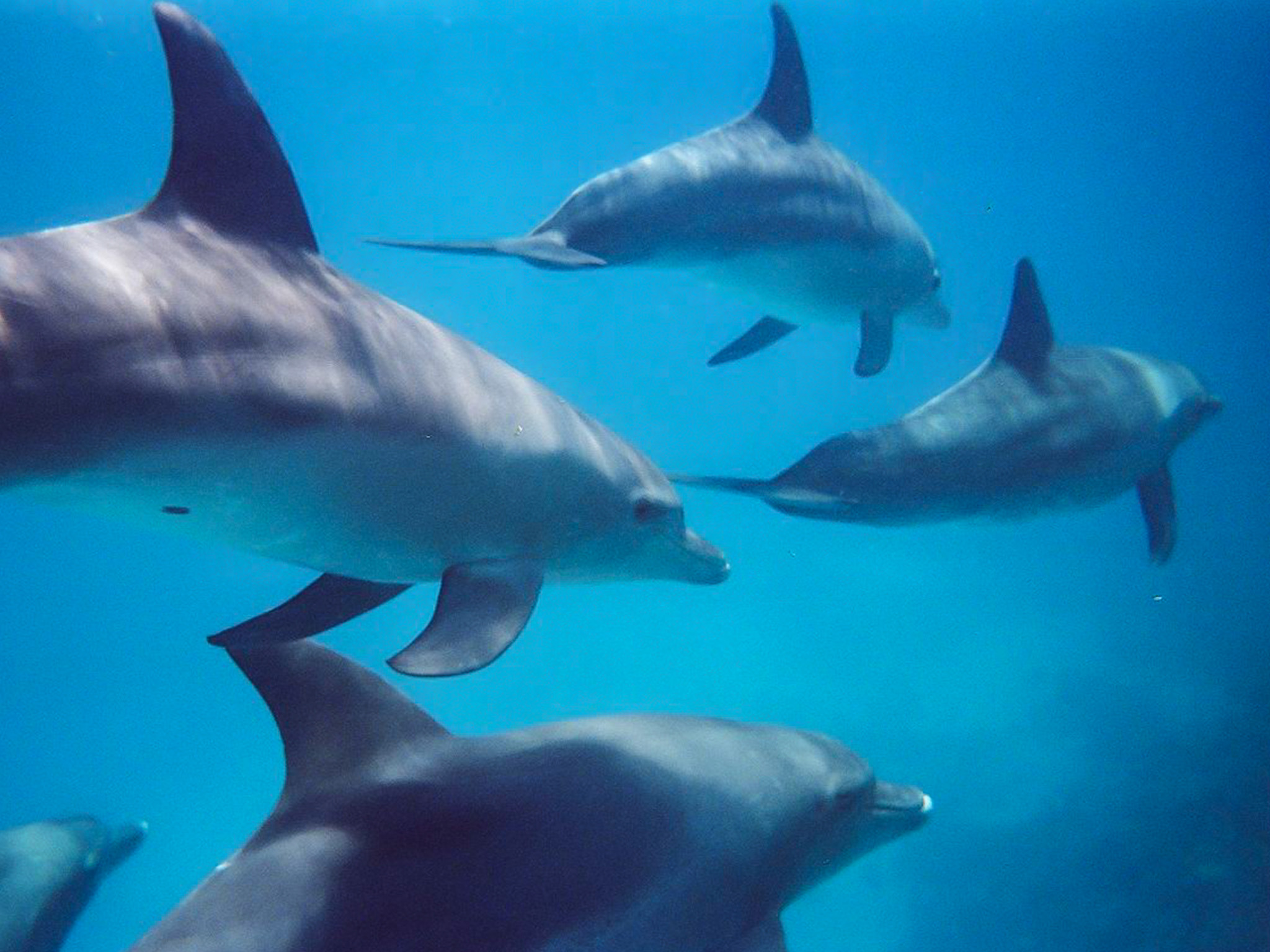 Kangaroo Island Ocean Safari - 2 hour SWIM with dolphin / seal / coastal snorkelling