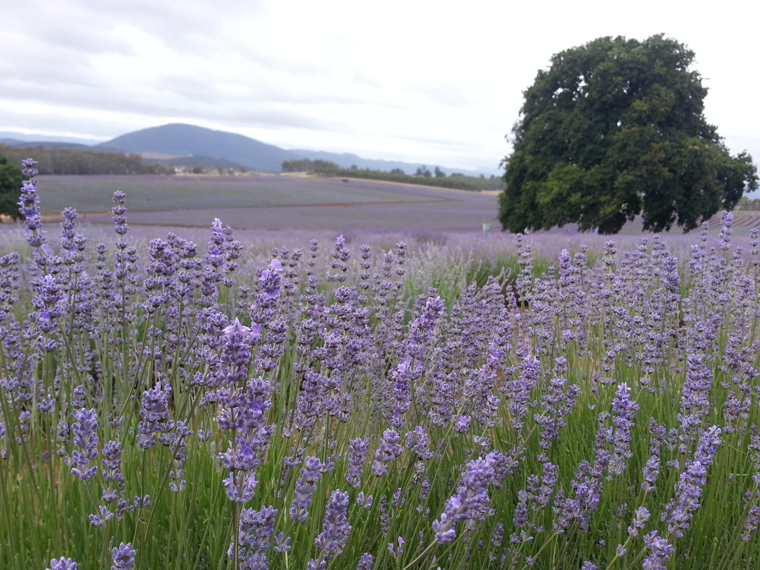 Bridestowe Lavender Farm shuttle