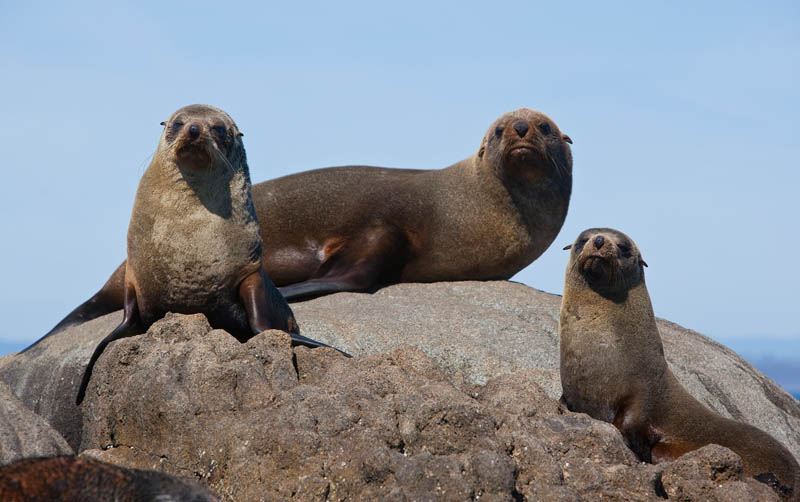 Montague Island Tour Afternoon