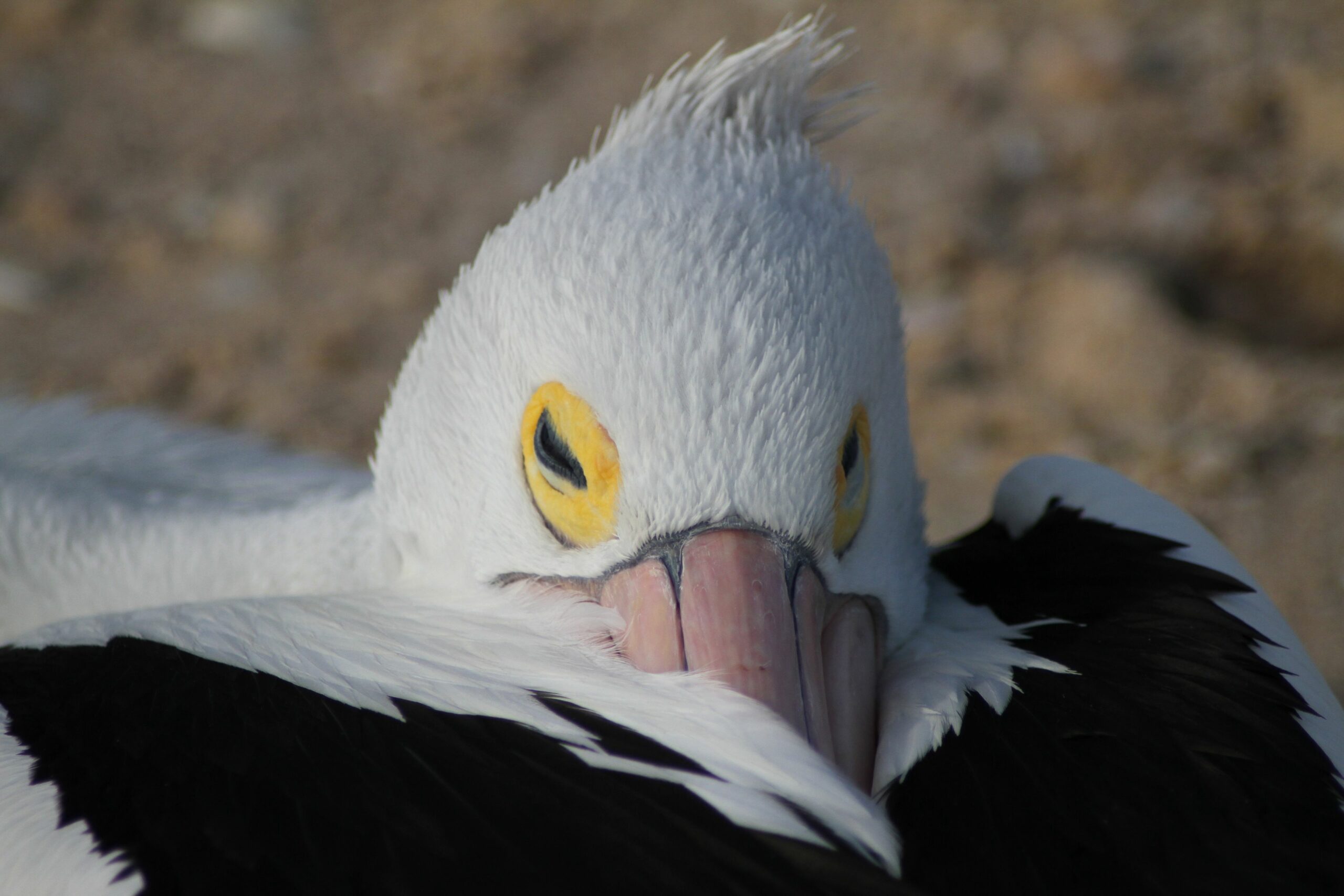 Pelican's Nest