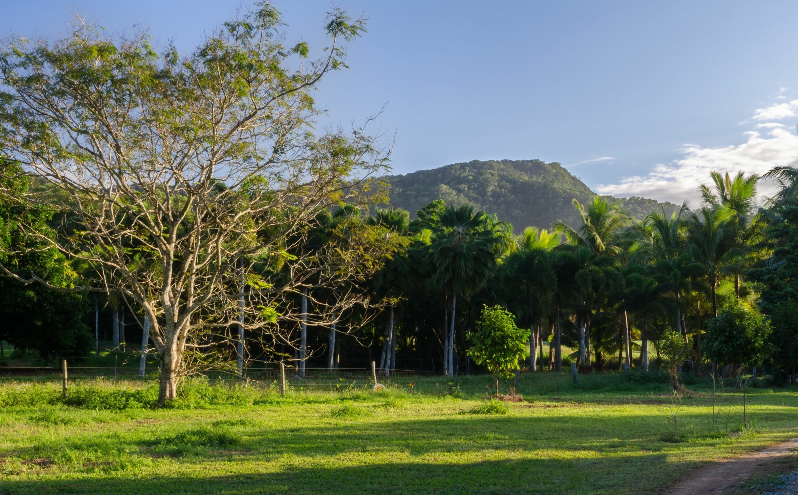 The Epiphyte Bed & Breakfast