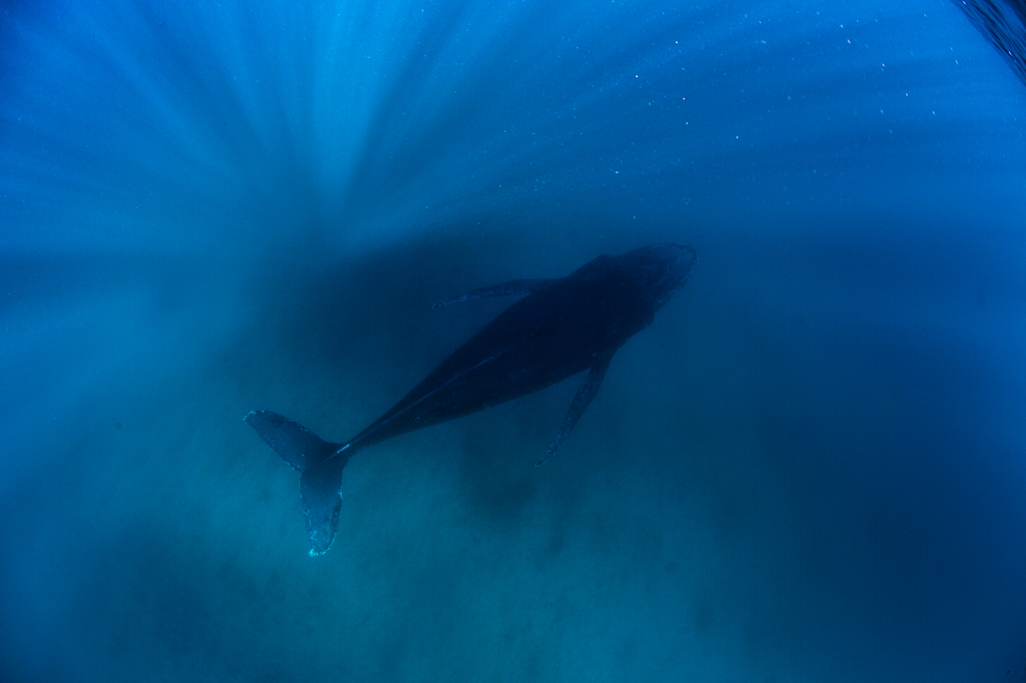Humpback Whales Interaction