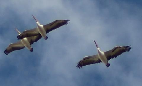 7 Days Broken Hill Tibooburra White Cliffs Bourke Darling River Macquarie Marshes NSW Outback