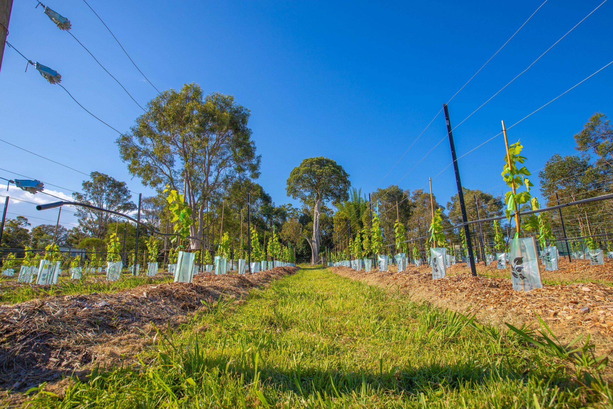 Brisbane North B&B and Winery