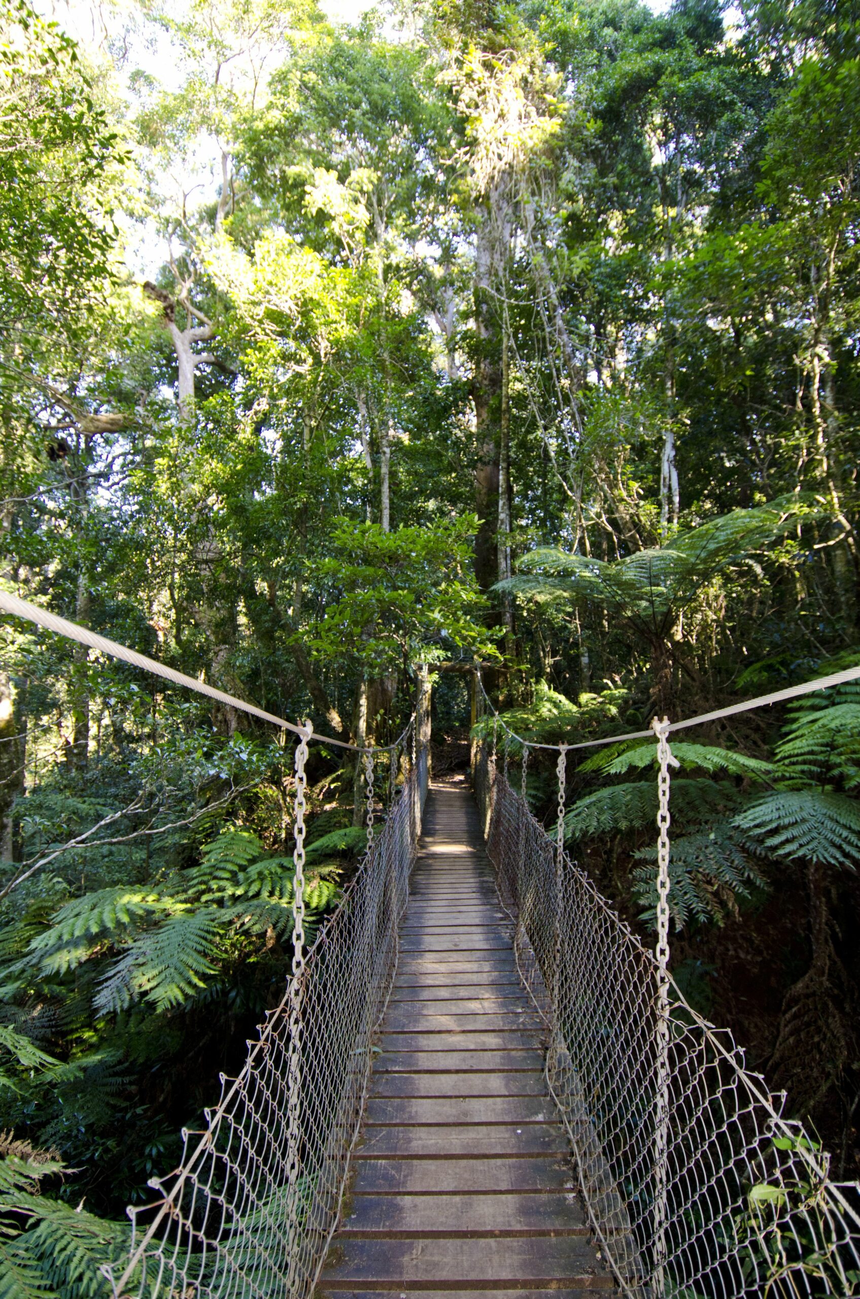 O'Reilly's Rainforest Retreat