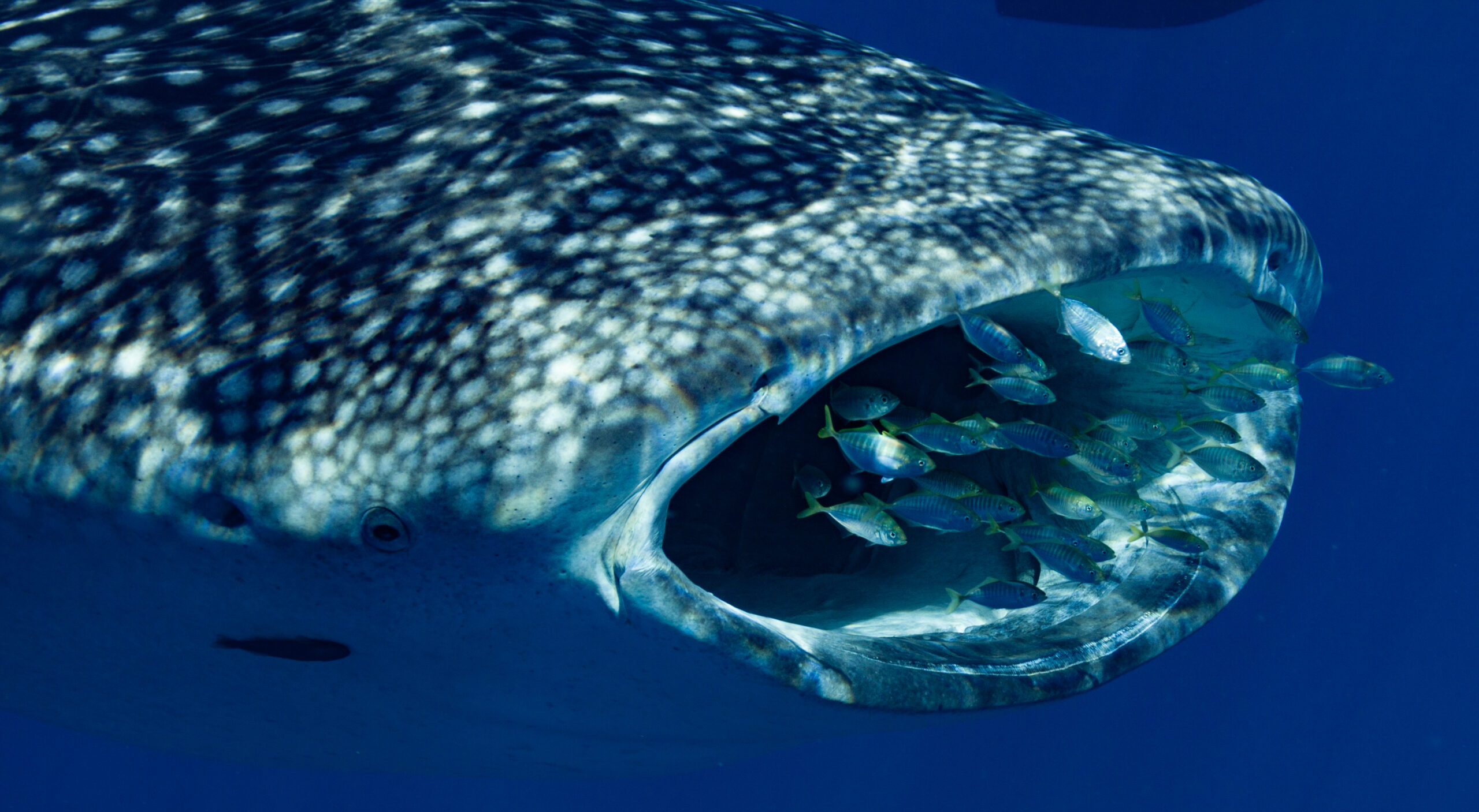 Deluxe Whaleshark Swim Tour aboard MV JAZZ 2            (1 of 2 Boats available).