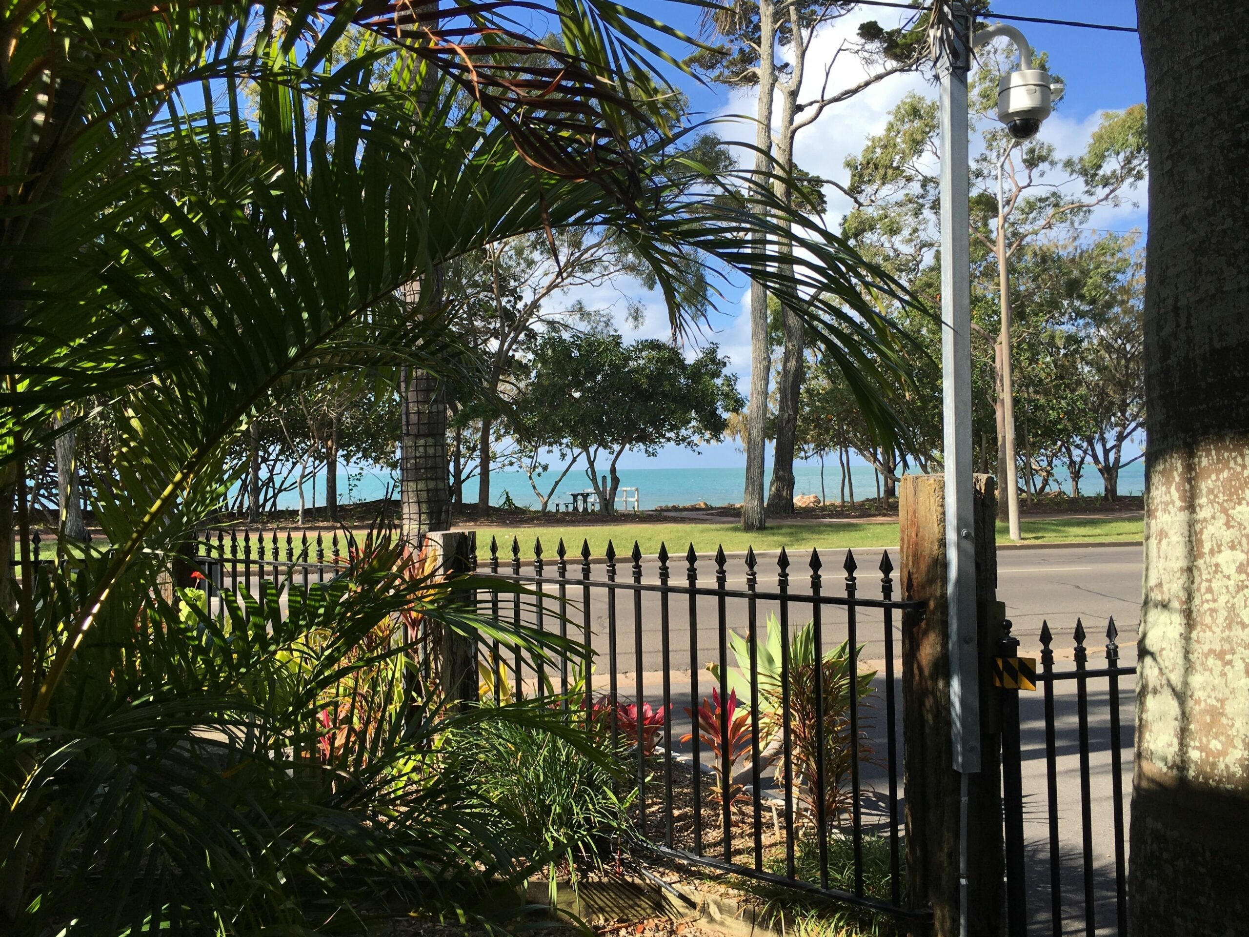 Coconut Palms On The Bay