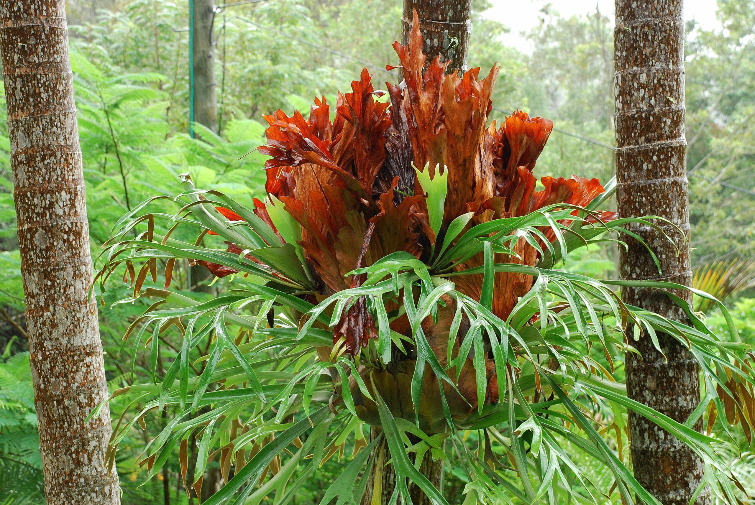 Mt Warning Rainforest Retreat