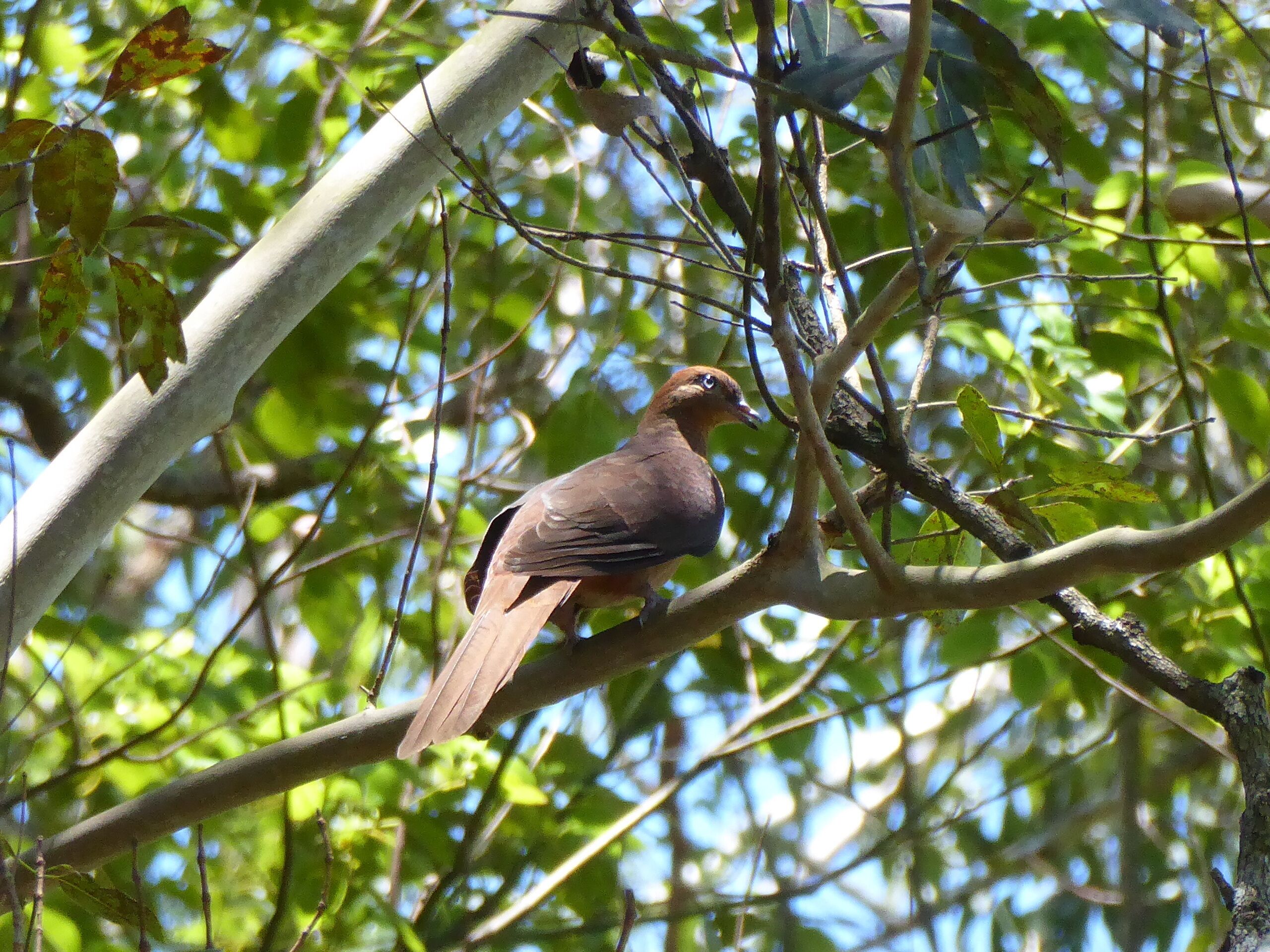 Mariefields Homestead-  Animals, Birds ,Wildlife ,Rainforest & Par 3 Golf