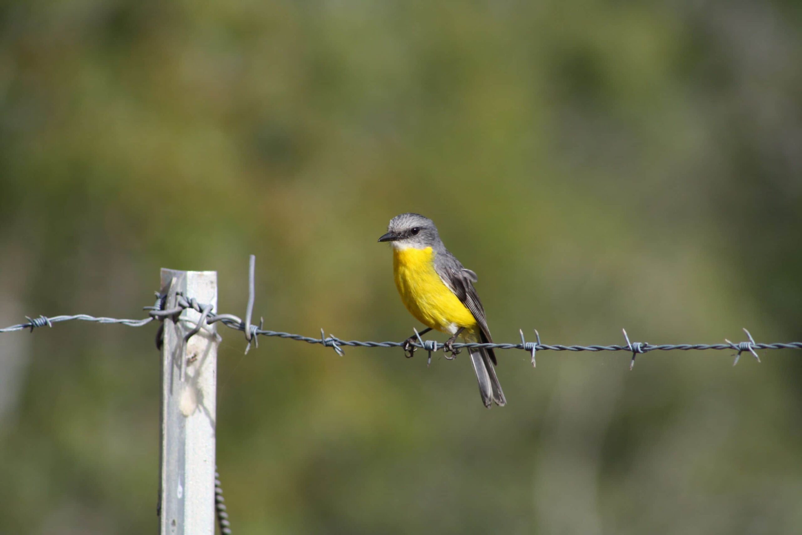 Barking Owl Retreat