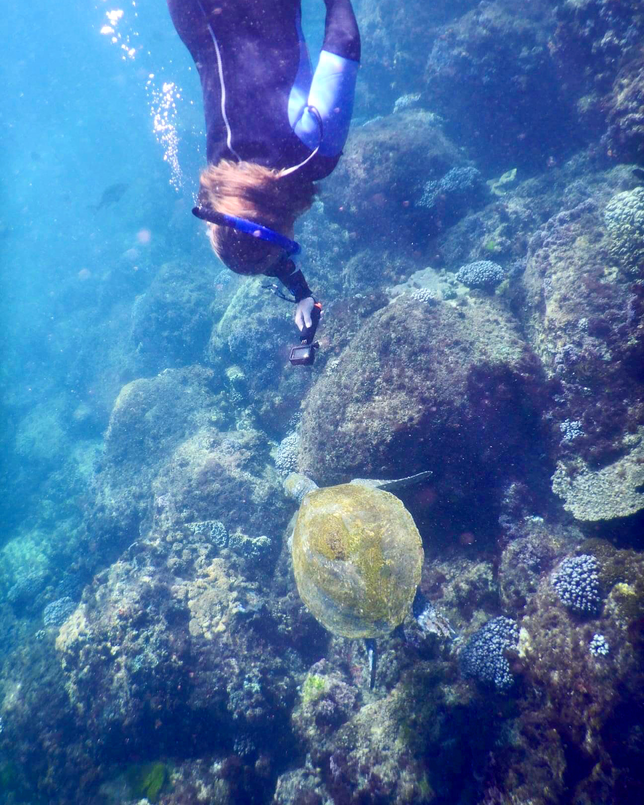 SNORKEL WITH THE TURTLES!