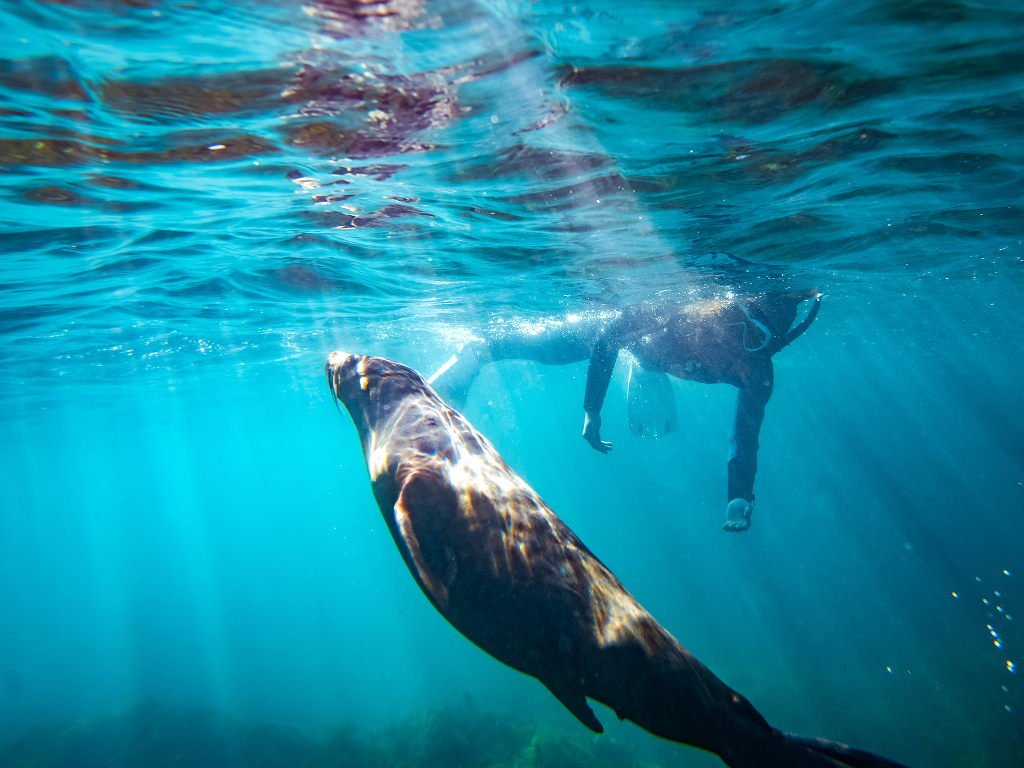 Kangaroo Island Ocean Safari - 2 hour SWIM with dolphin / seal / coastal snorkelling