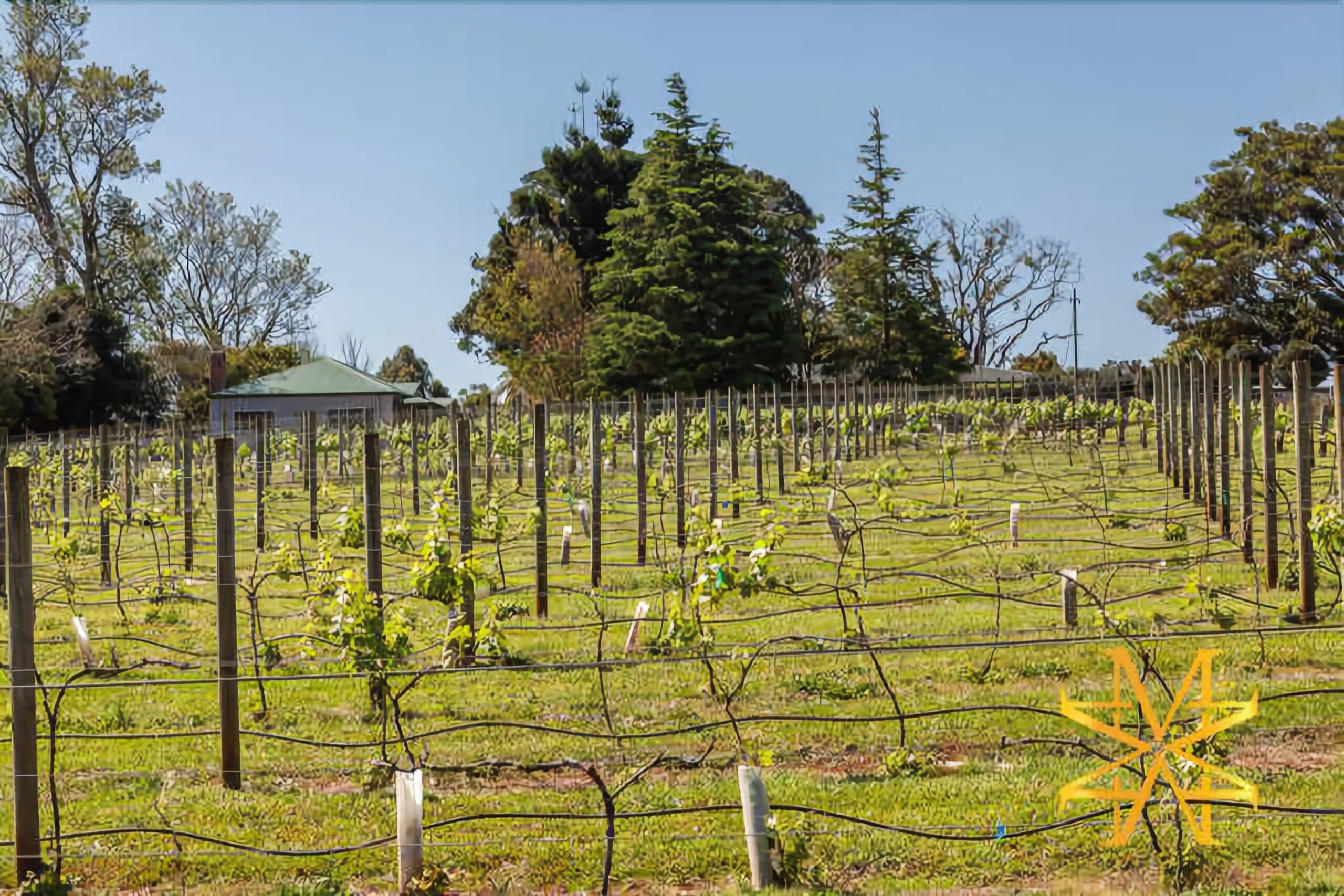 Mason Wines