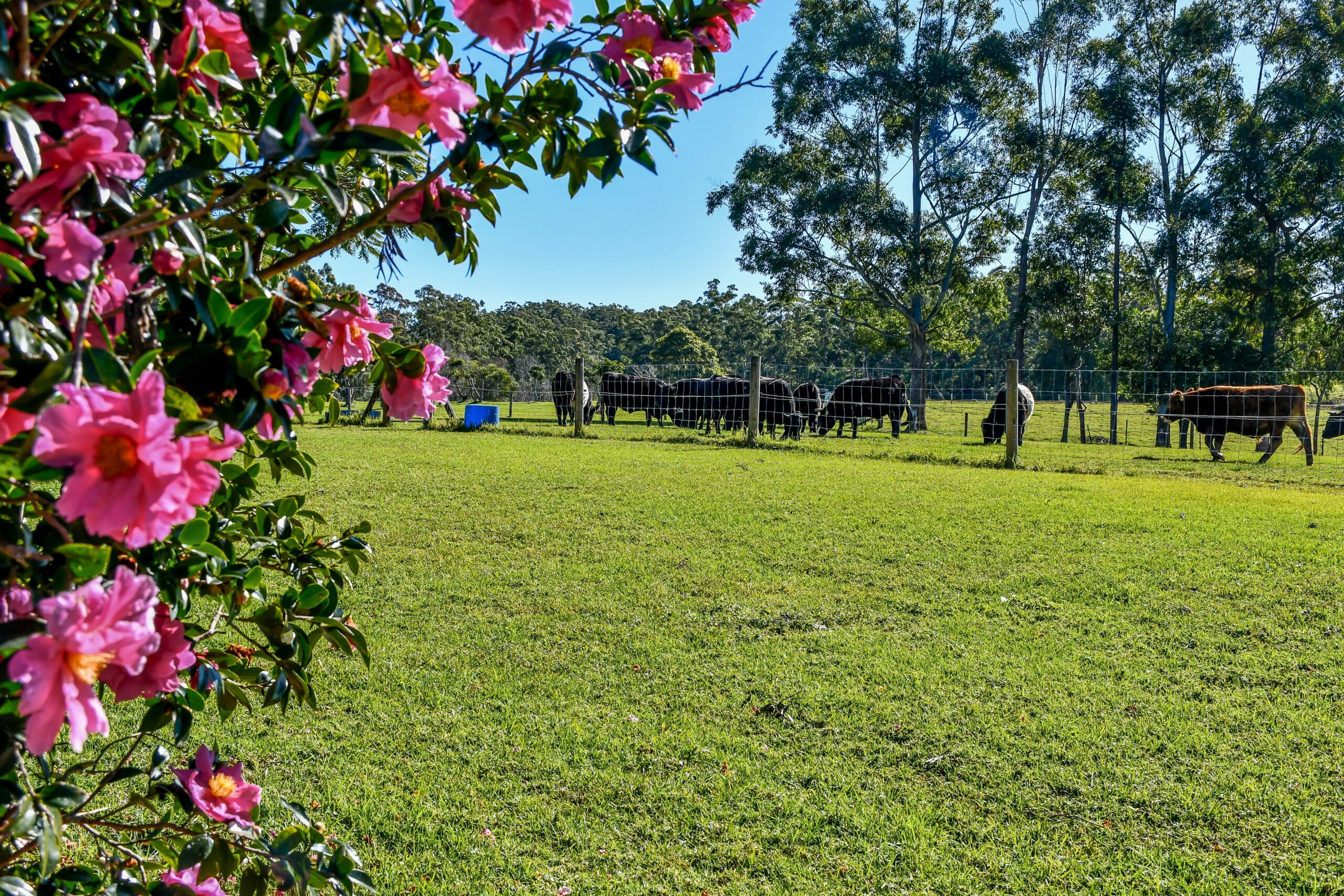 Curra Homestead Maleny