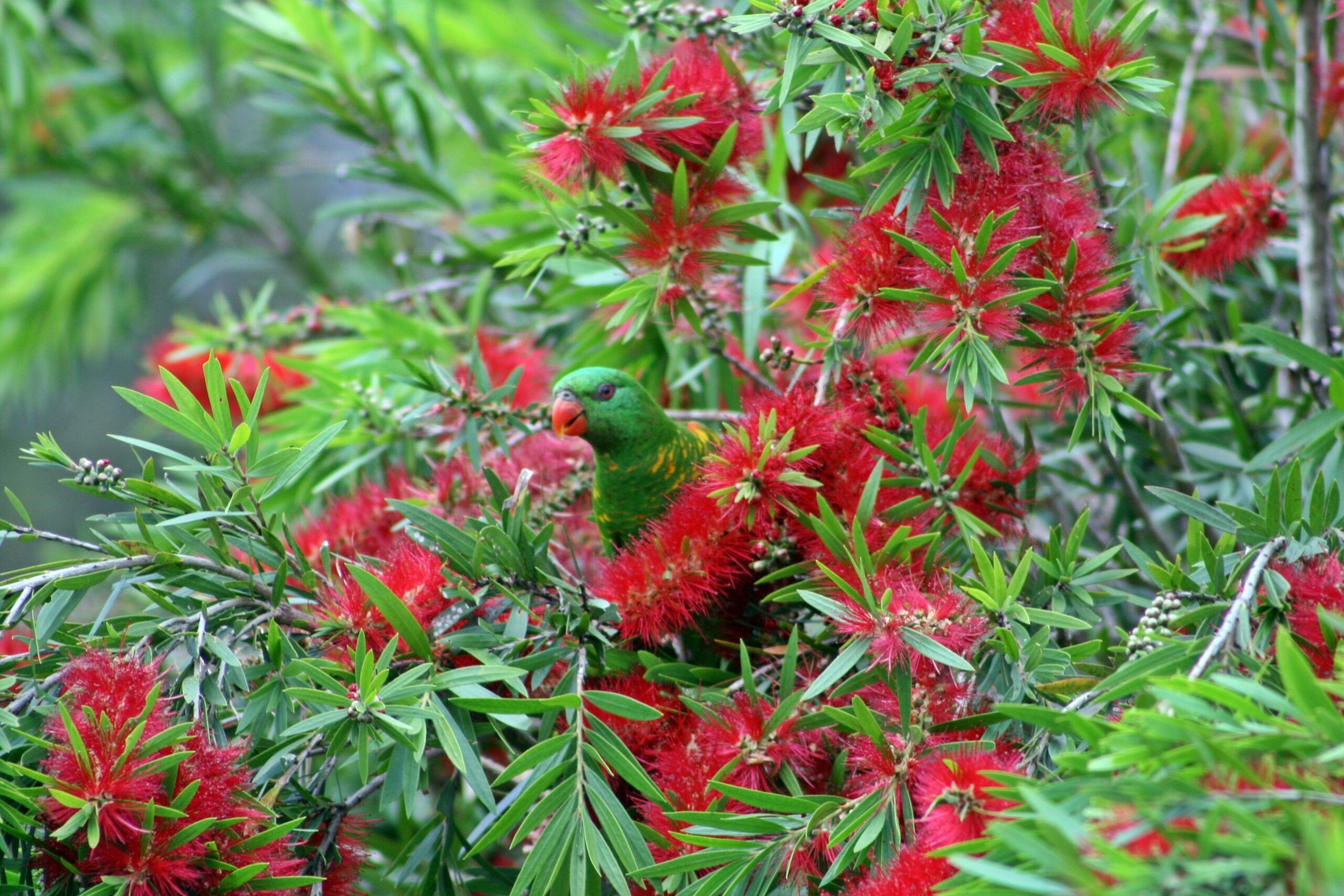 Bottlebrush B&B