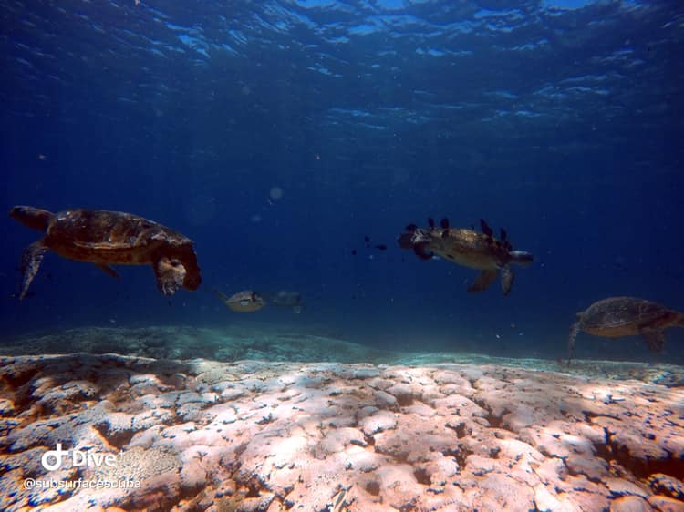 Scuba Diving Flinders Reef - Double Dive