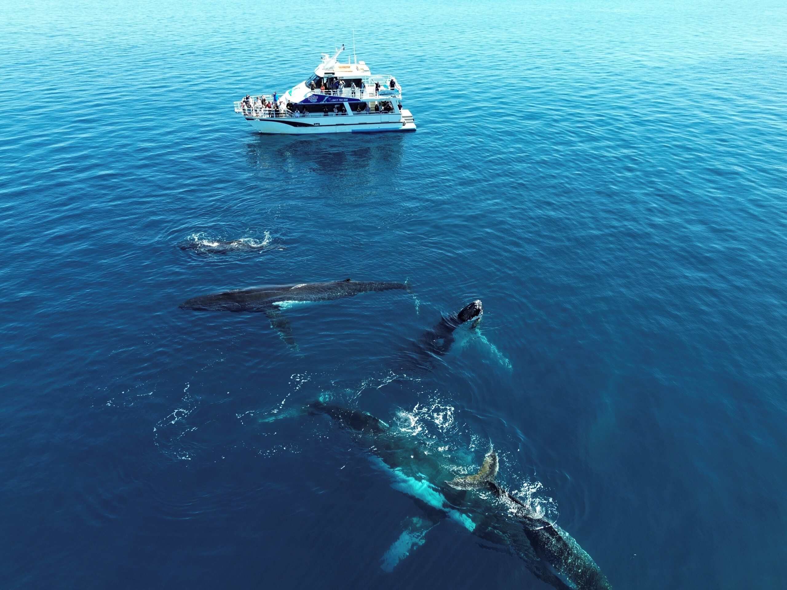 Busselton Whale Watching