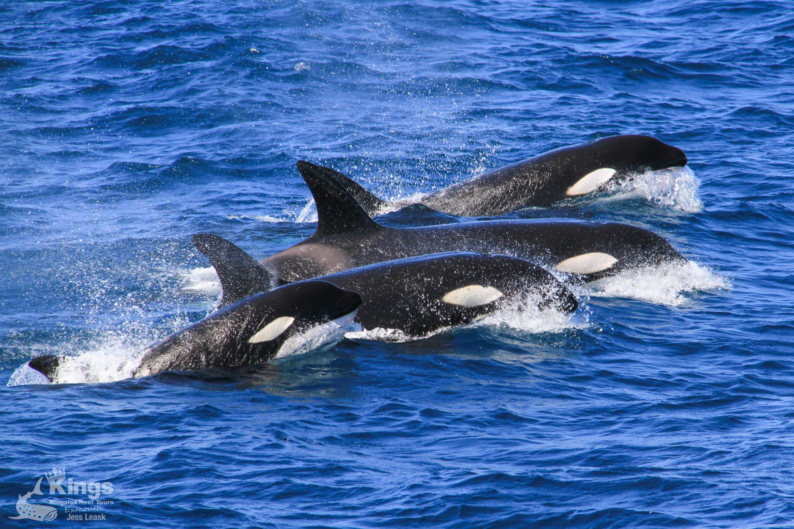 Whale Shark/Humpback/Eco Sea Life Tour (AUG-SEPT)