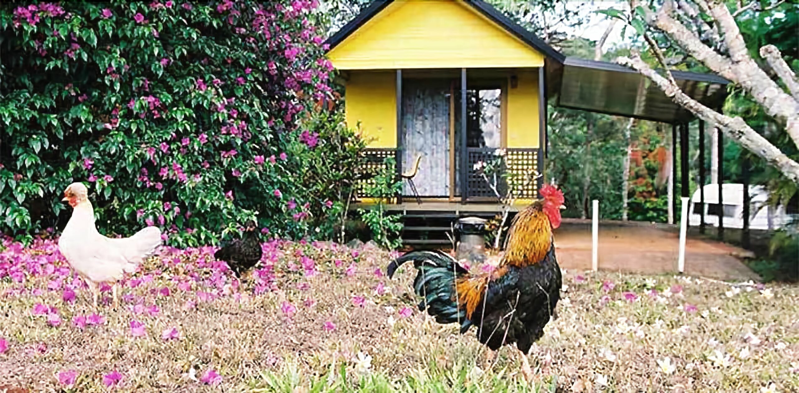 Lake Eacham Tourist Park & Self Contained Cabins