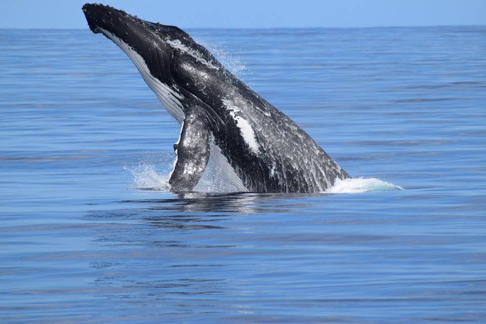 Busselton Whale Watching