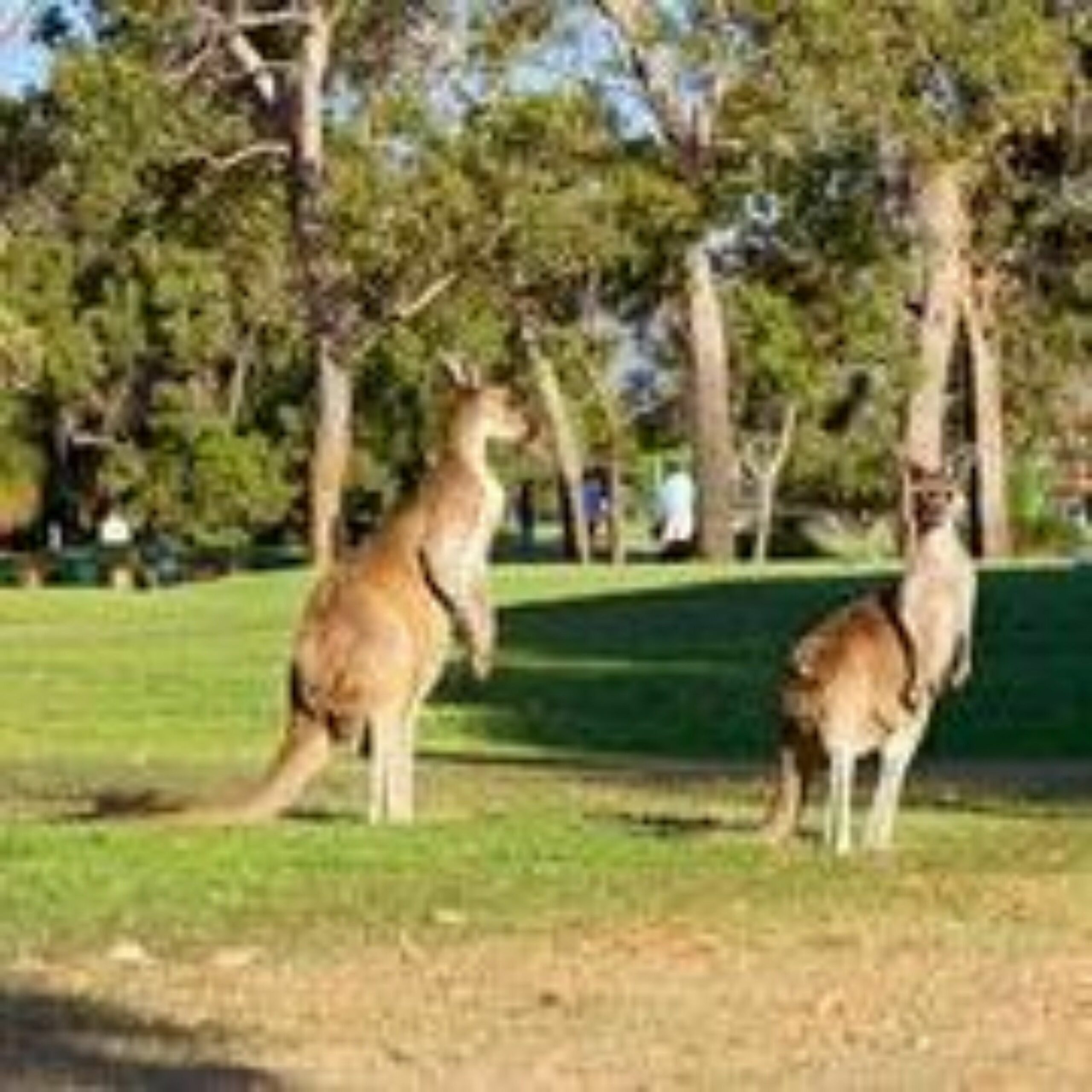 Novotel Swan Valley Vines Resort