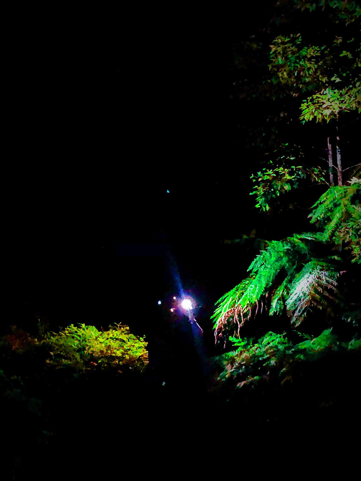 Blue Mountains 4WD Night Adventure & Guided Glow Worm Tour Wildlife Spotlighting