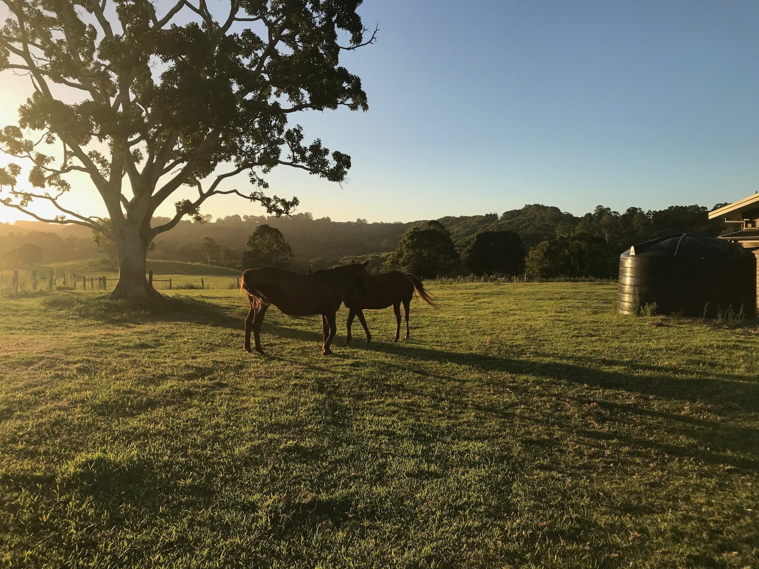 Sunnybank Farm Byron Bay Hinterland