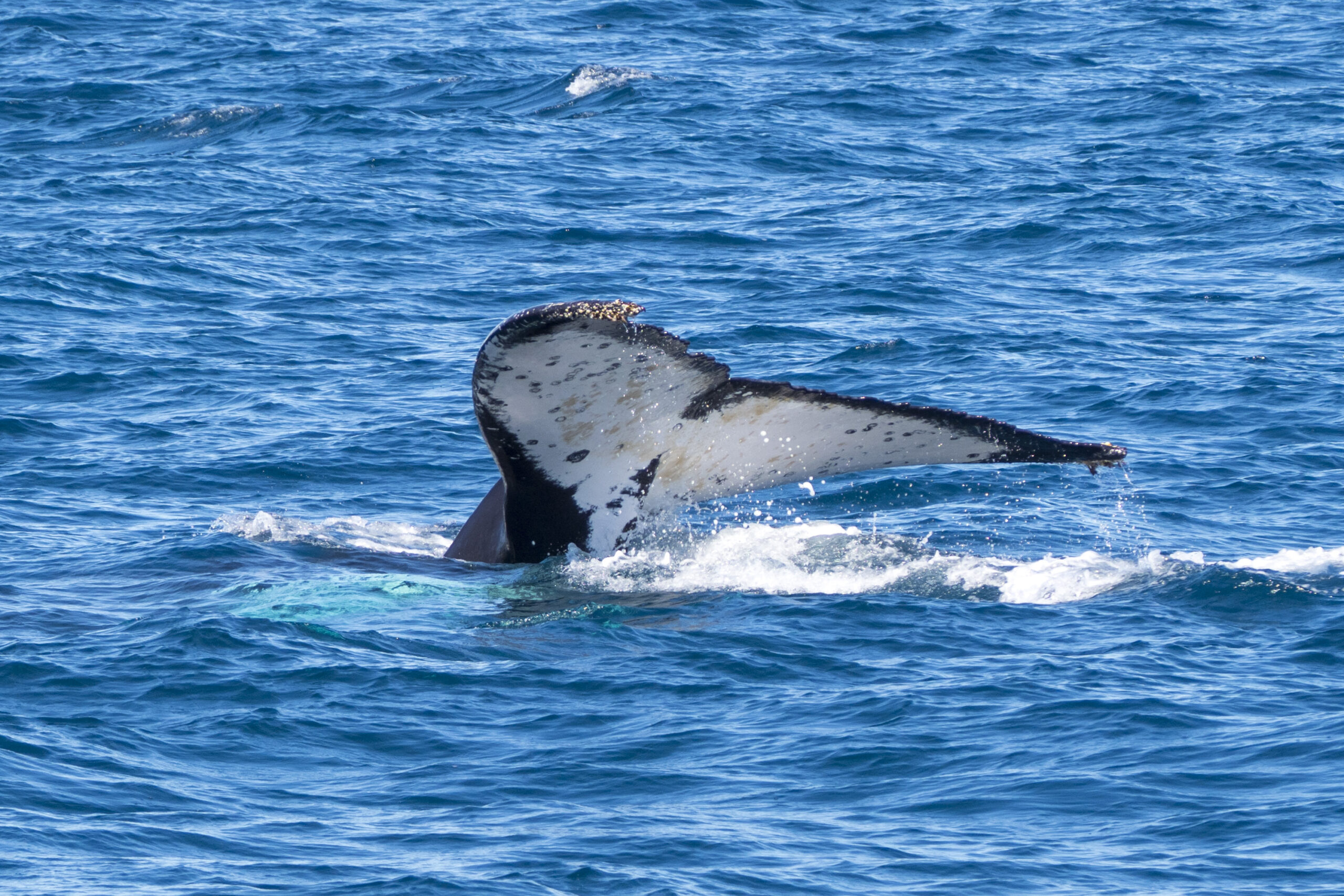 Whale Watching Tour