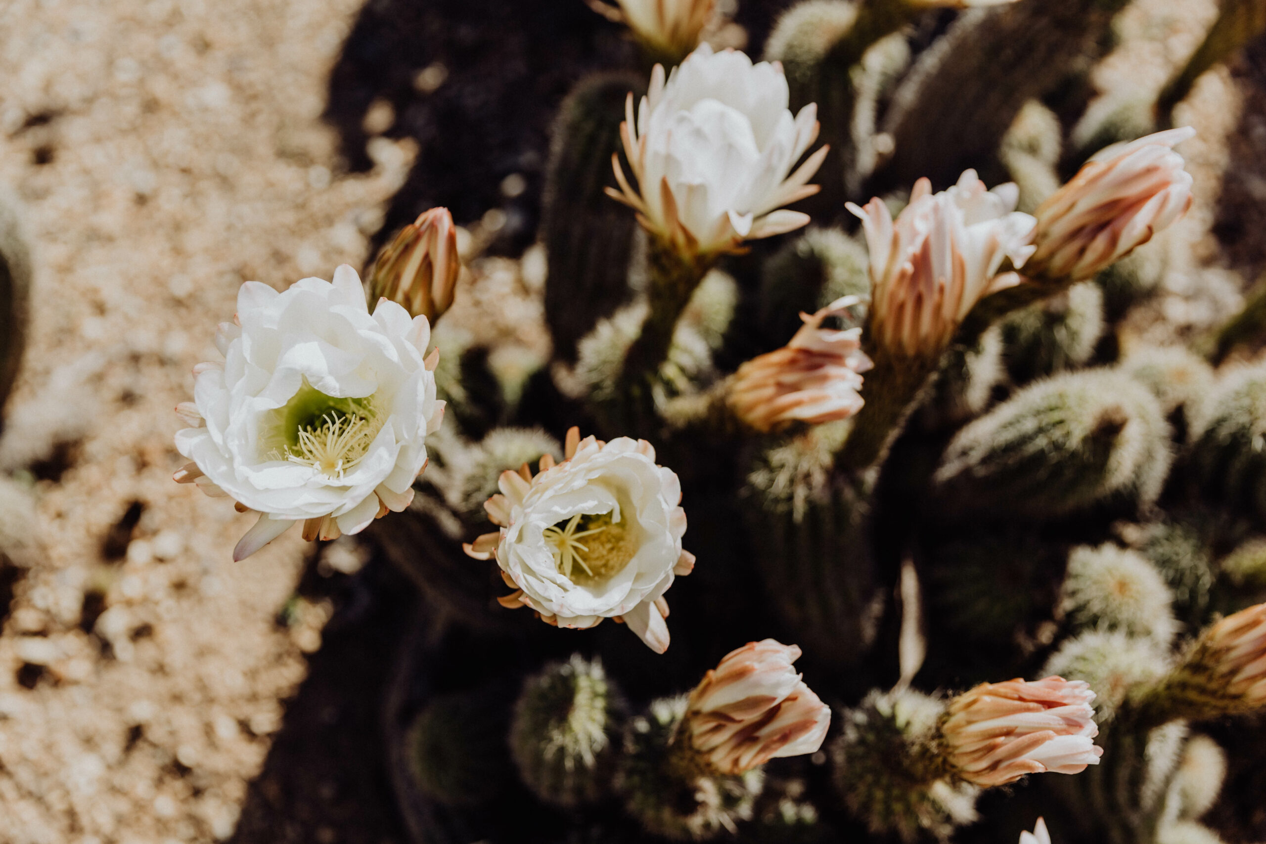 Desert Blooms at Cactus Country