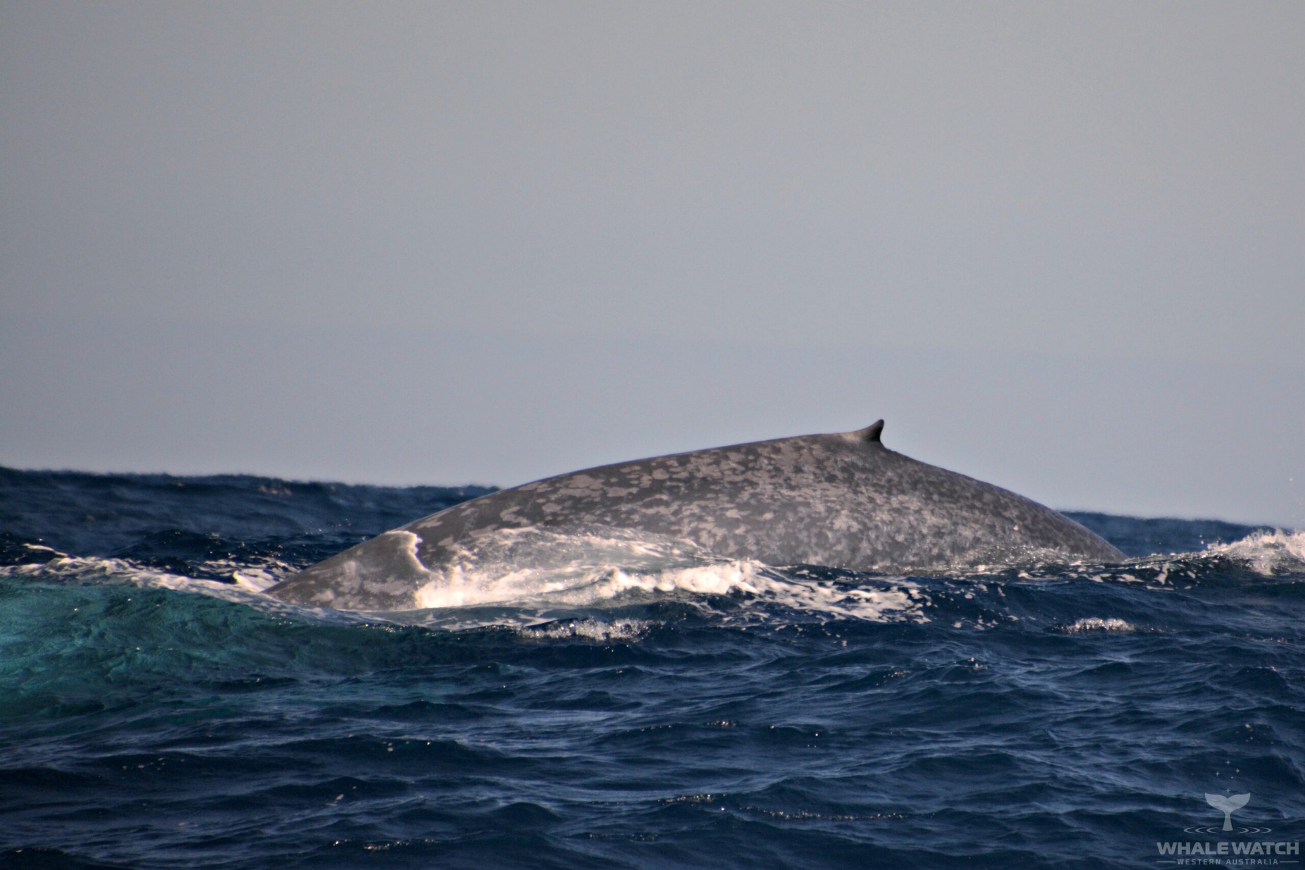 Perth Canyon Blue Whale Experience