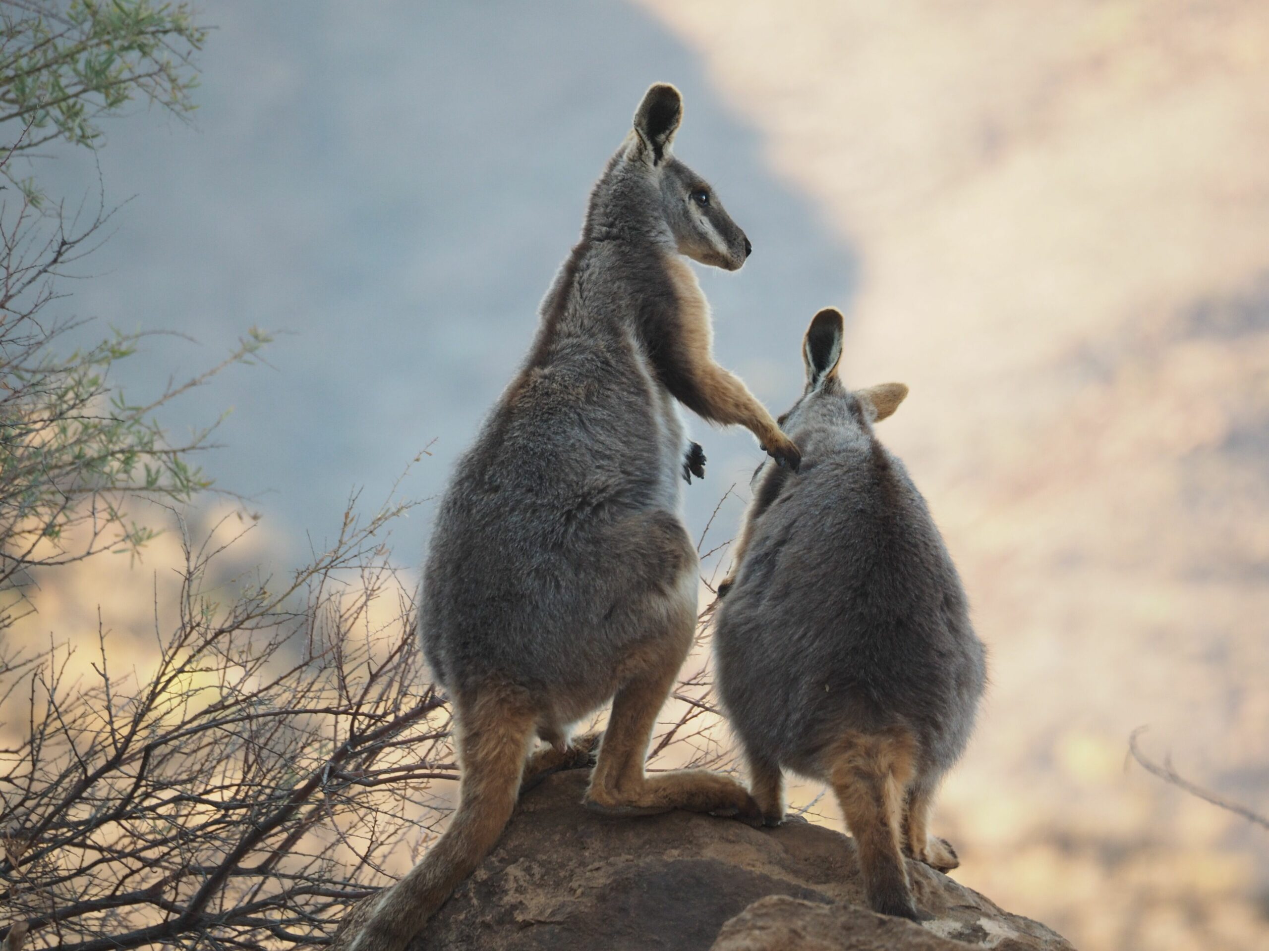 Arkaroola Wilderness Sanctuary