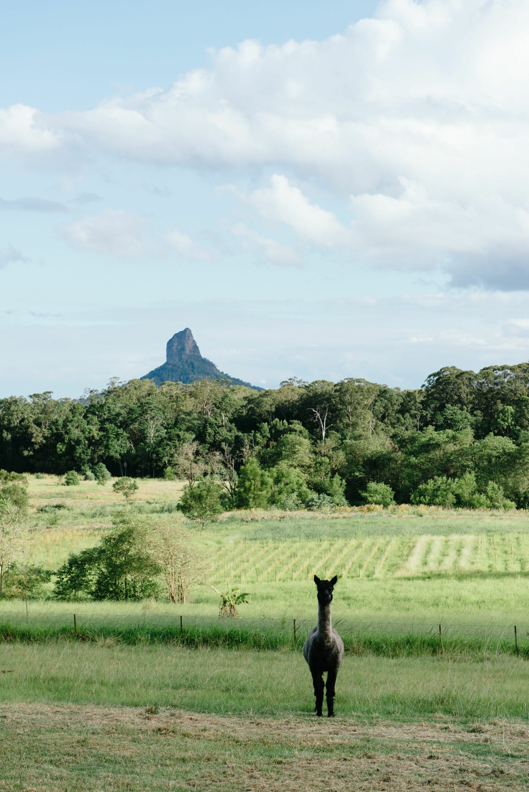 Blackwattle Farm B&B and Farm Stay