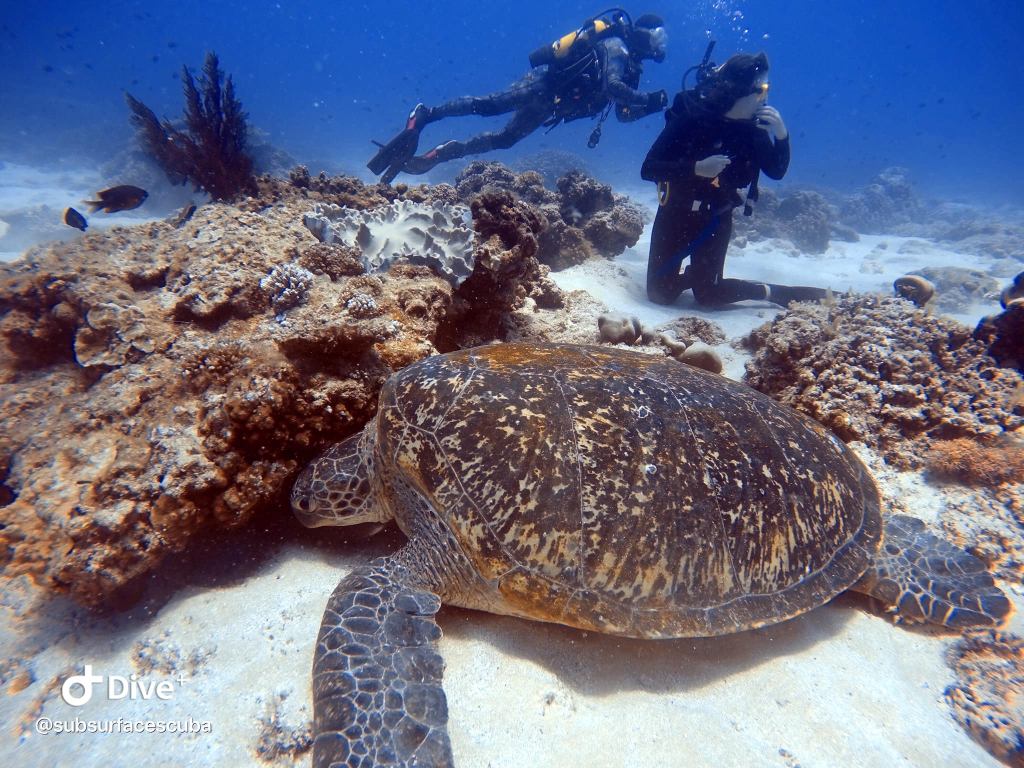 Scuba Diving Flinders Reef - Double Dive