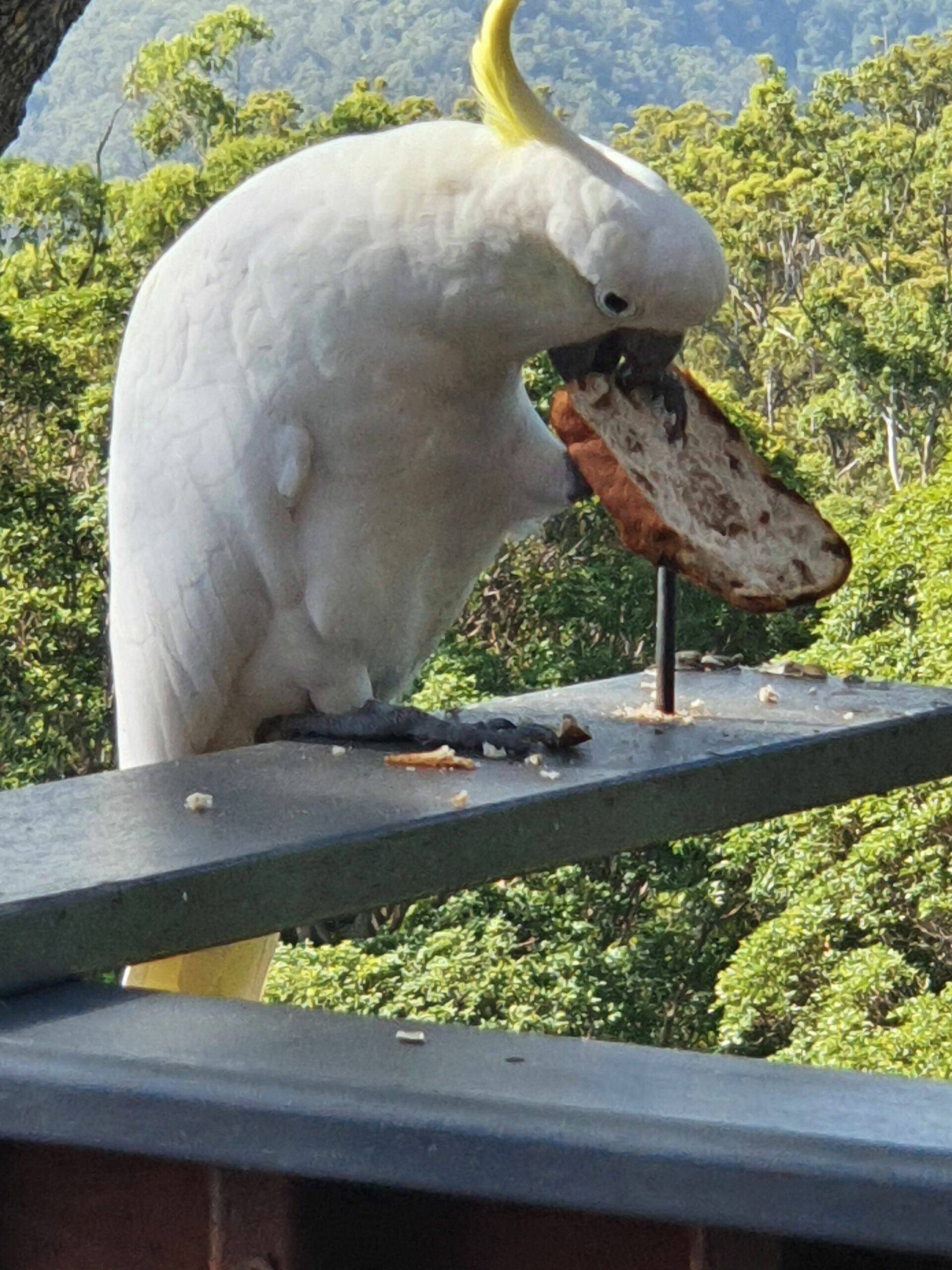 Tamborine Mountain Bed and Breakfast