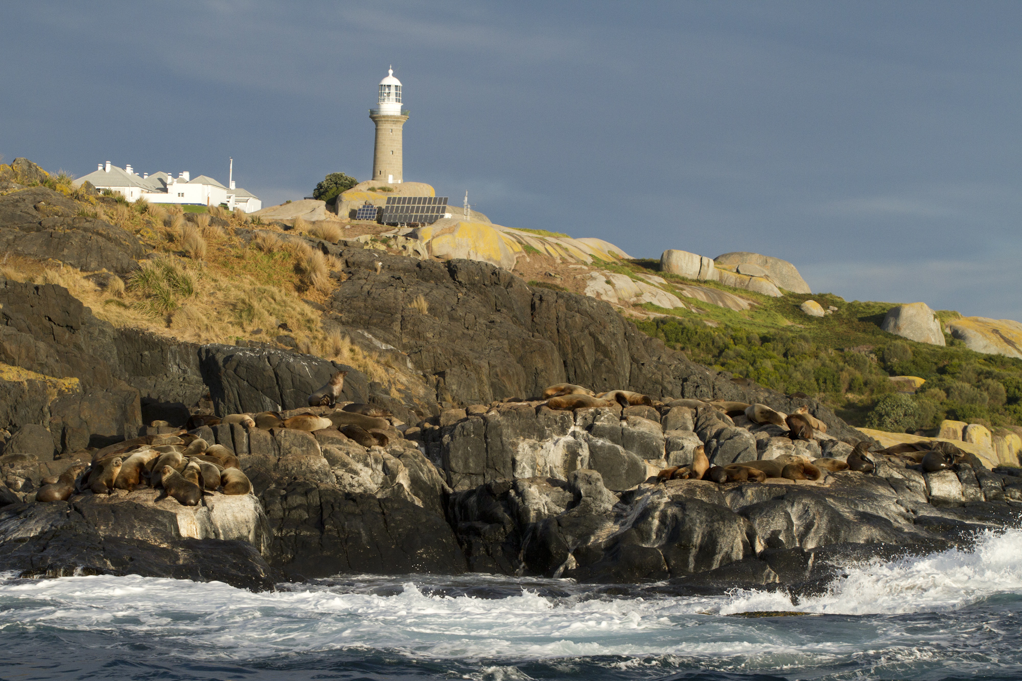 Montague Island Tour Afternoon