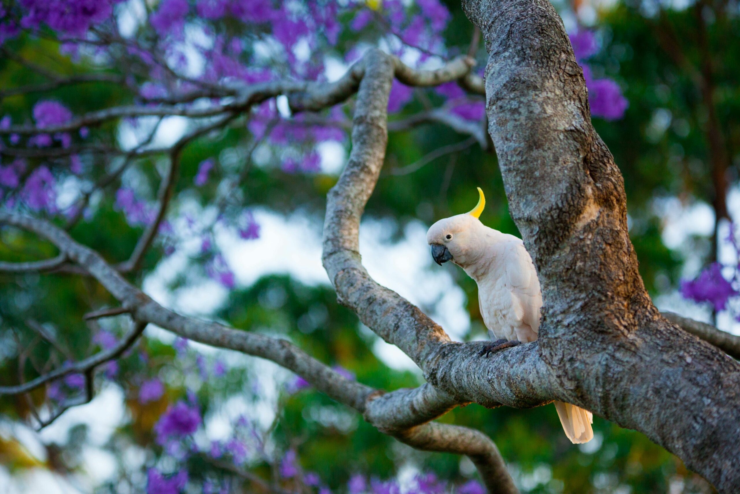 Tamborine Mountain Bed and Breakfast