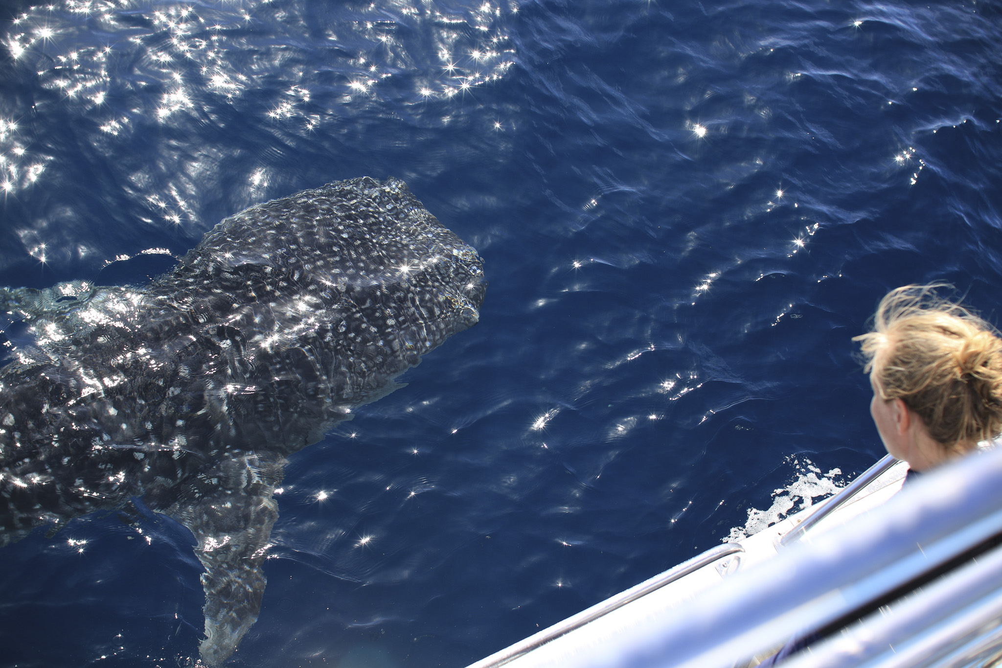 Whale Sharks or Humpback Whales -  Eco Tours