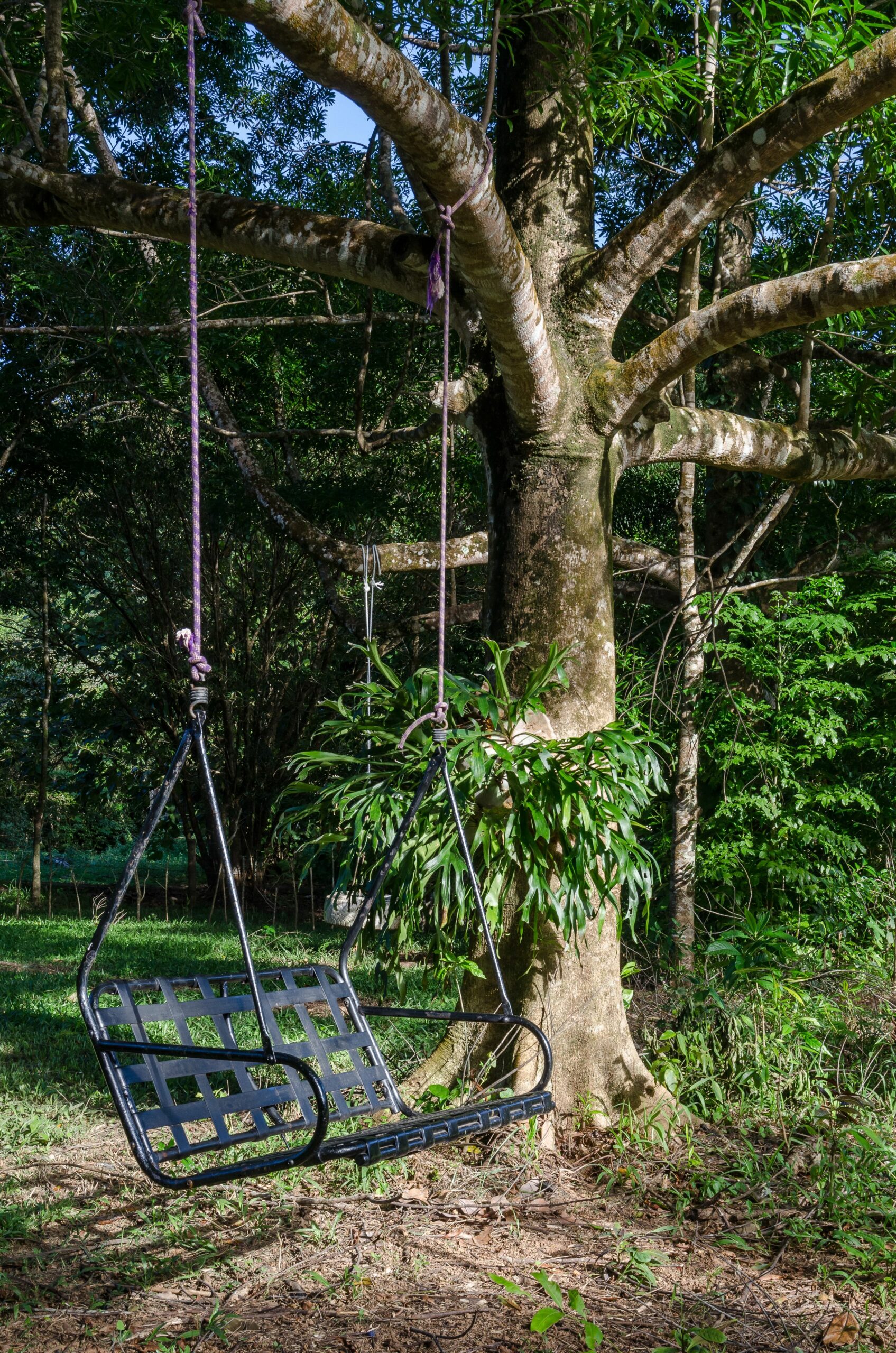 The Epiphyte Bed & Breakfast