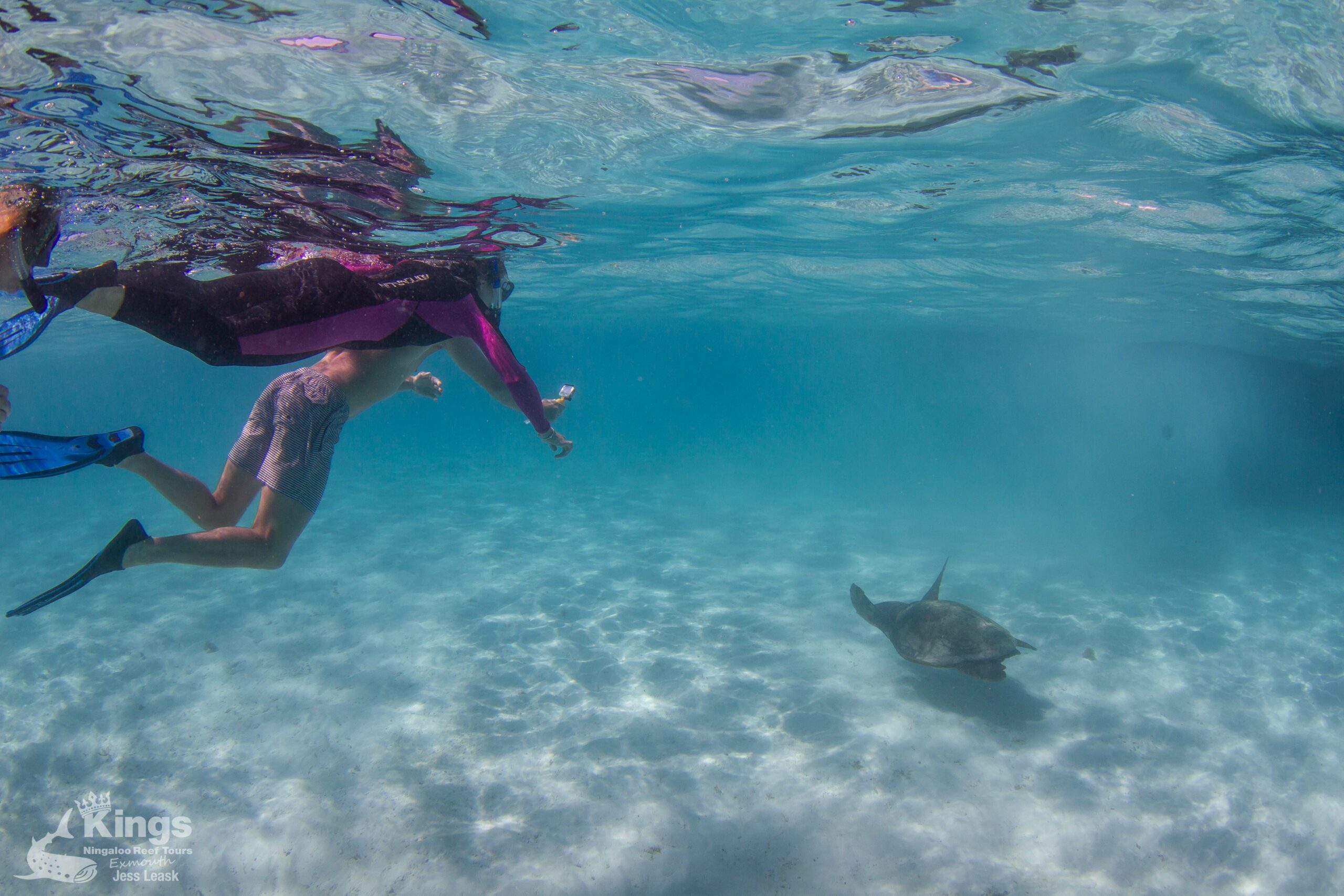 Whale Shark/Humpback/Eco Sea Life Tour (AUG-SEPT)