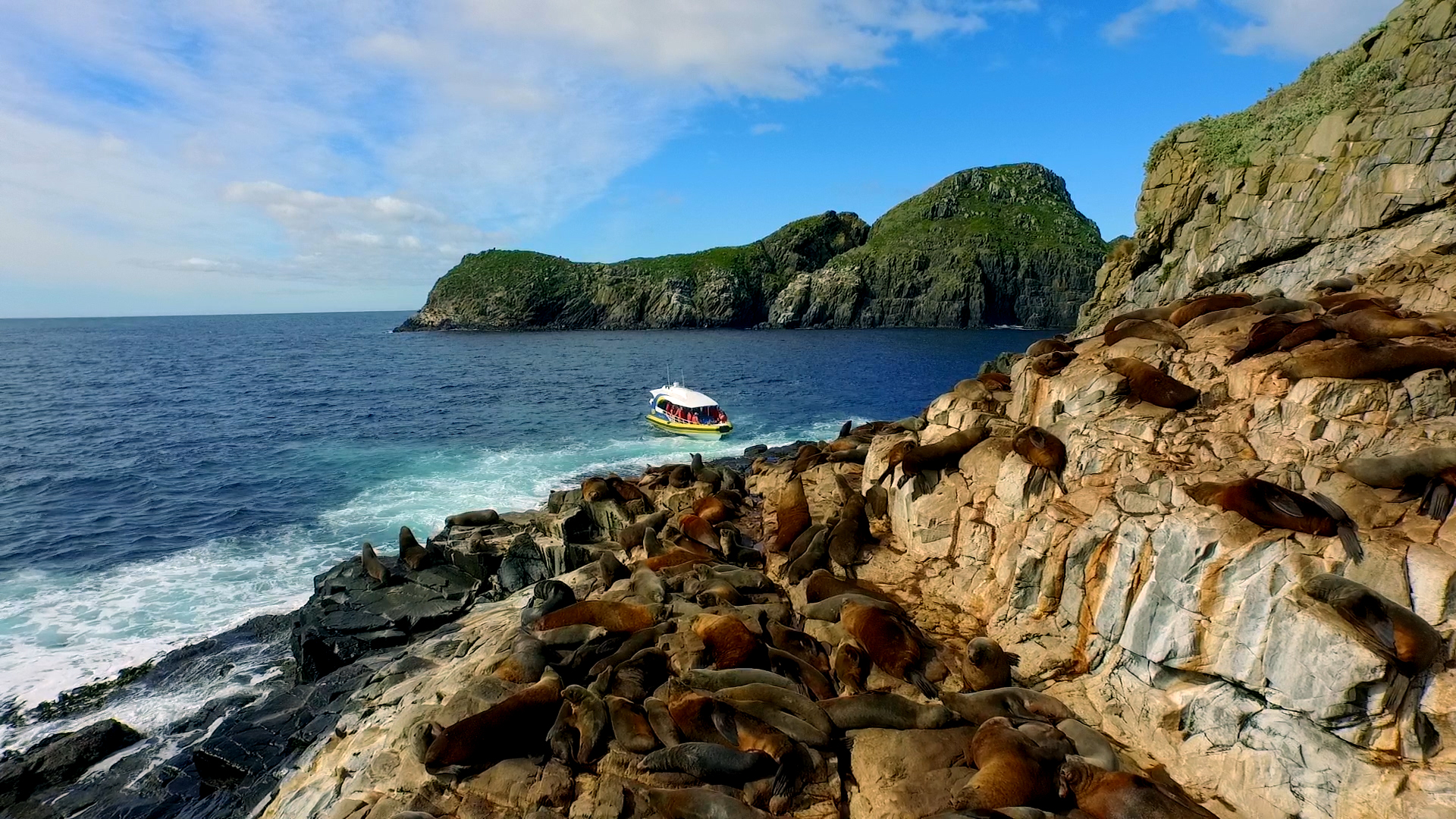 bruny island wildlife cruise