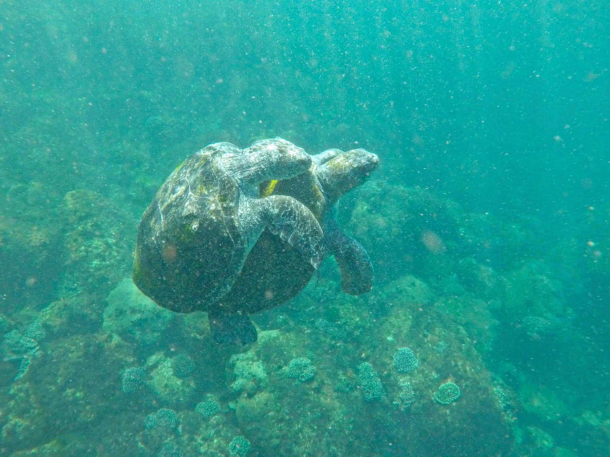 SNORKEL WITH THE TURTLES!