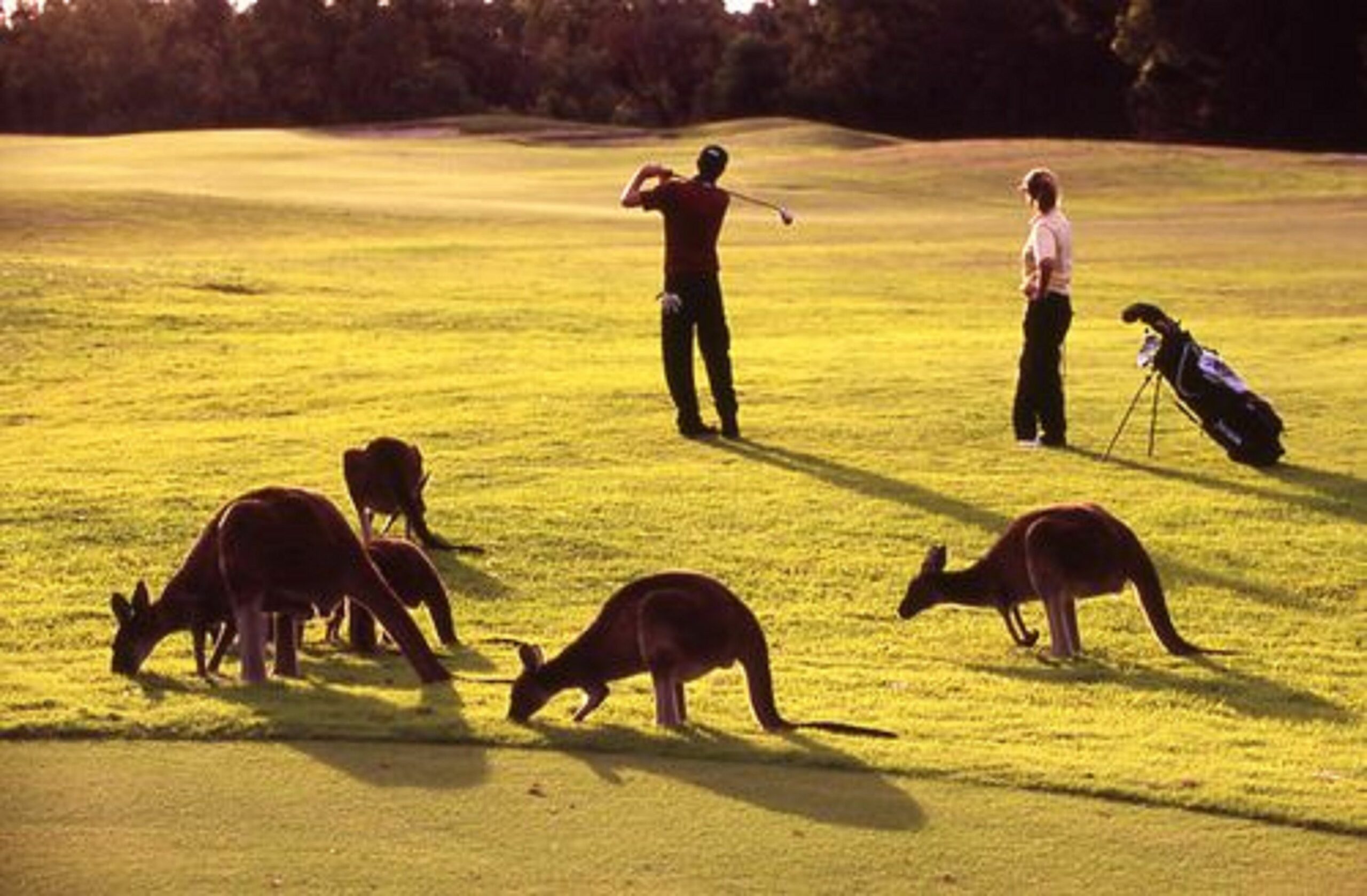 Novotel Swan Valley Vines Resort