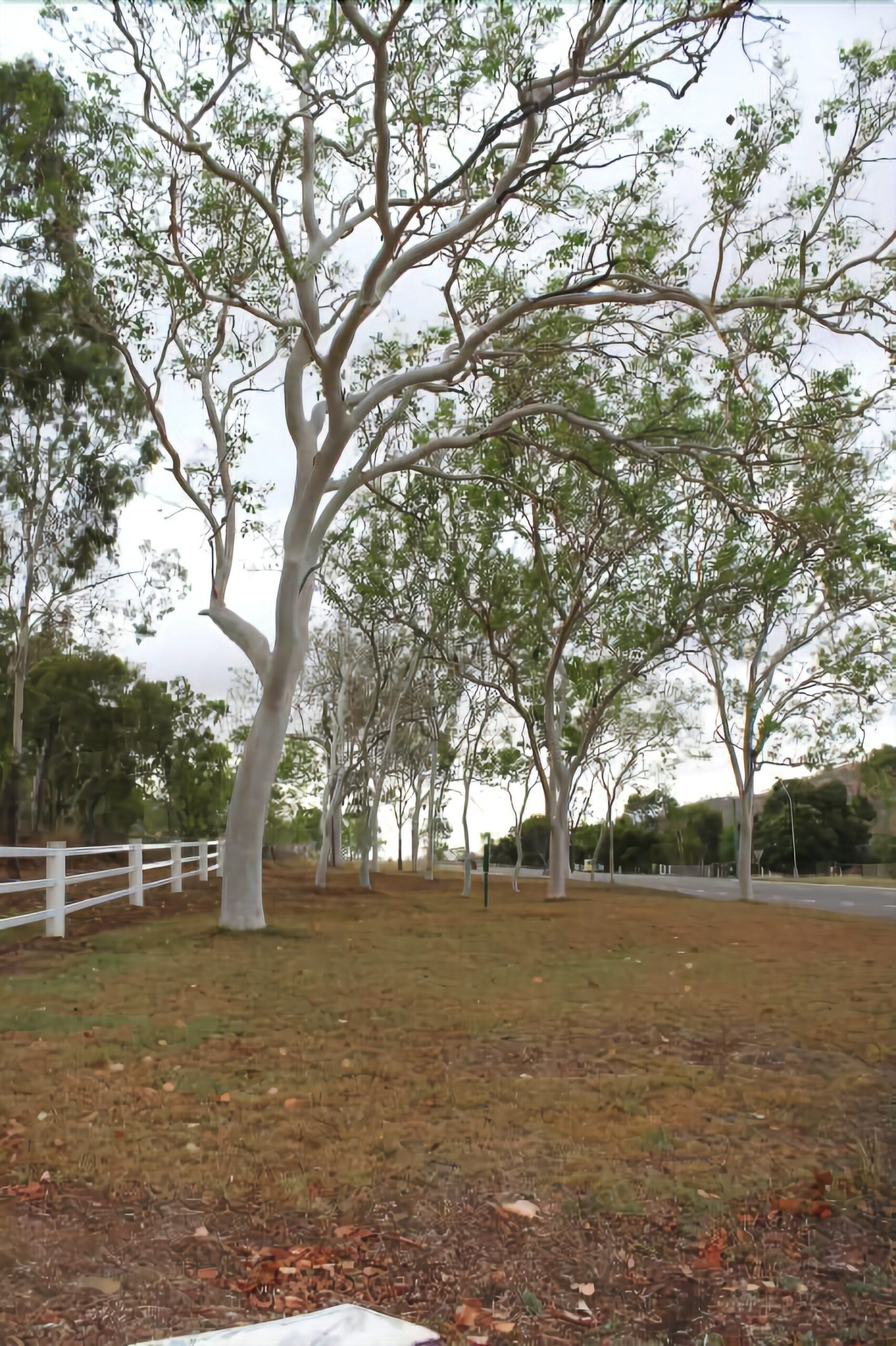 Sunbird Motel