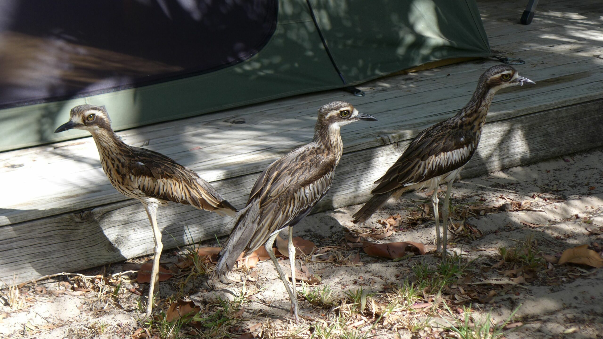 Great Keppel Island Holiday Village