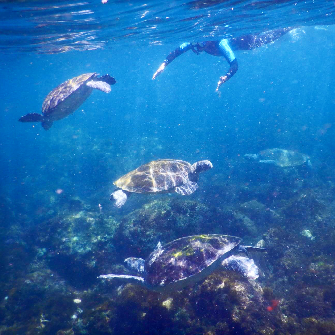 SNORKEL WITH THE TURTLES!