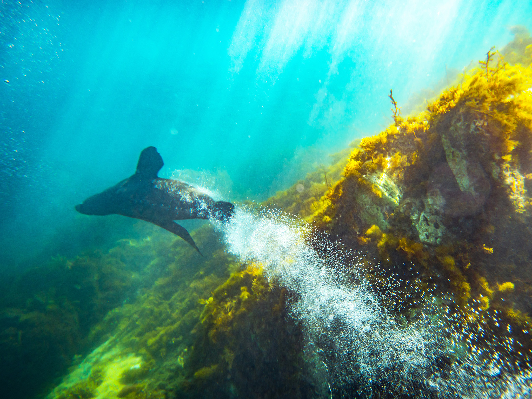 Kangaroo Island Ocean Safari - 2 hour SWIM with dolphin / seal / coastal snorkelling