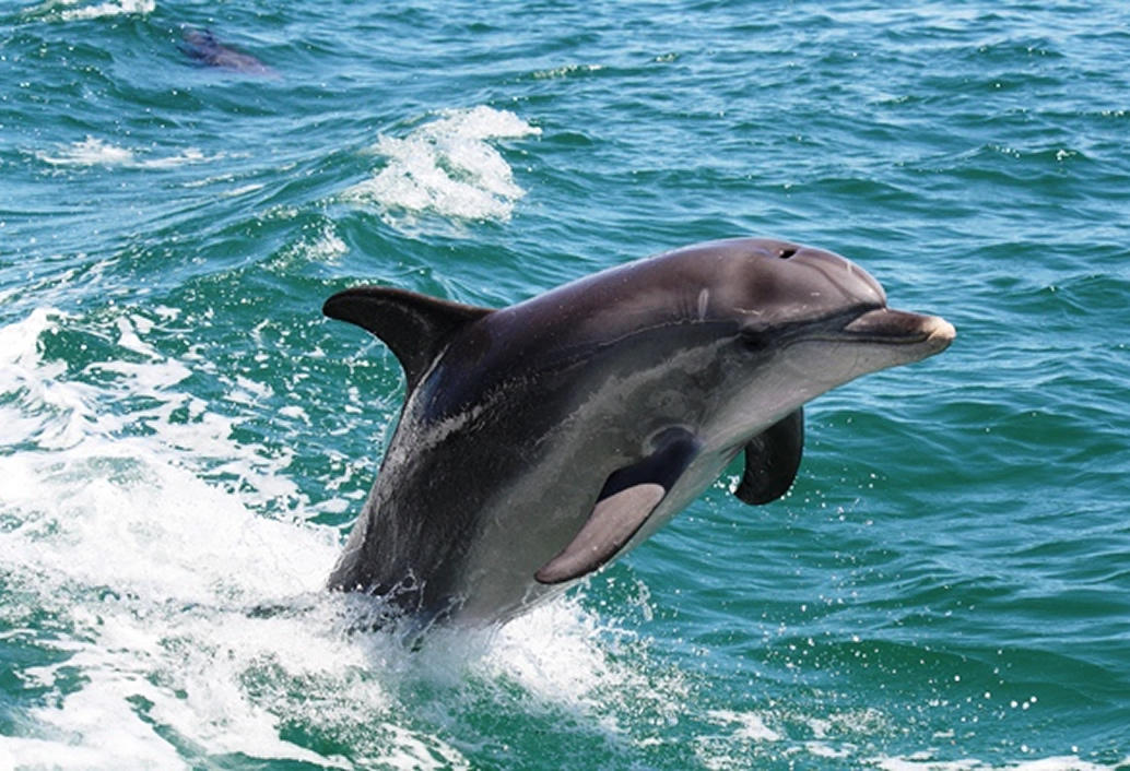Mandurah Canals & Dolphin Watch Tour
